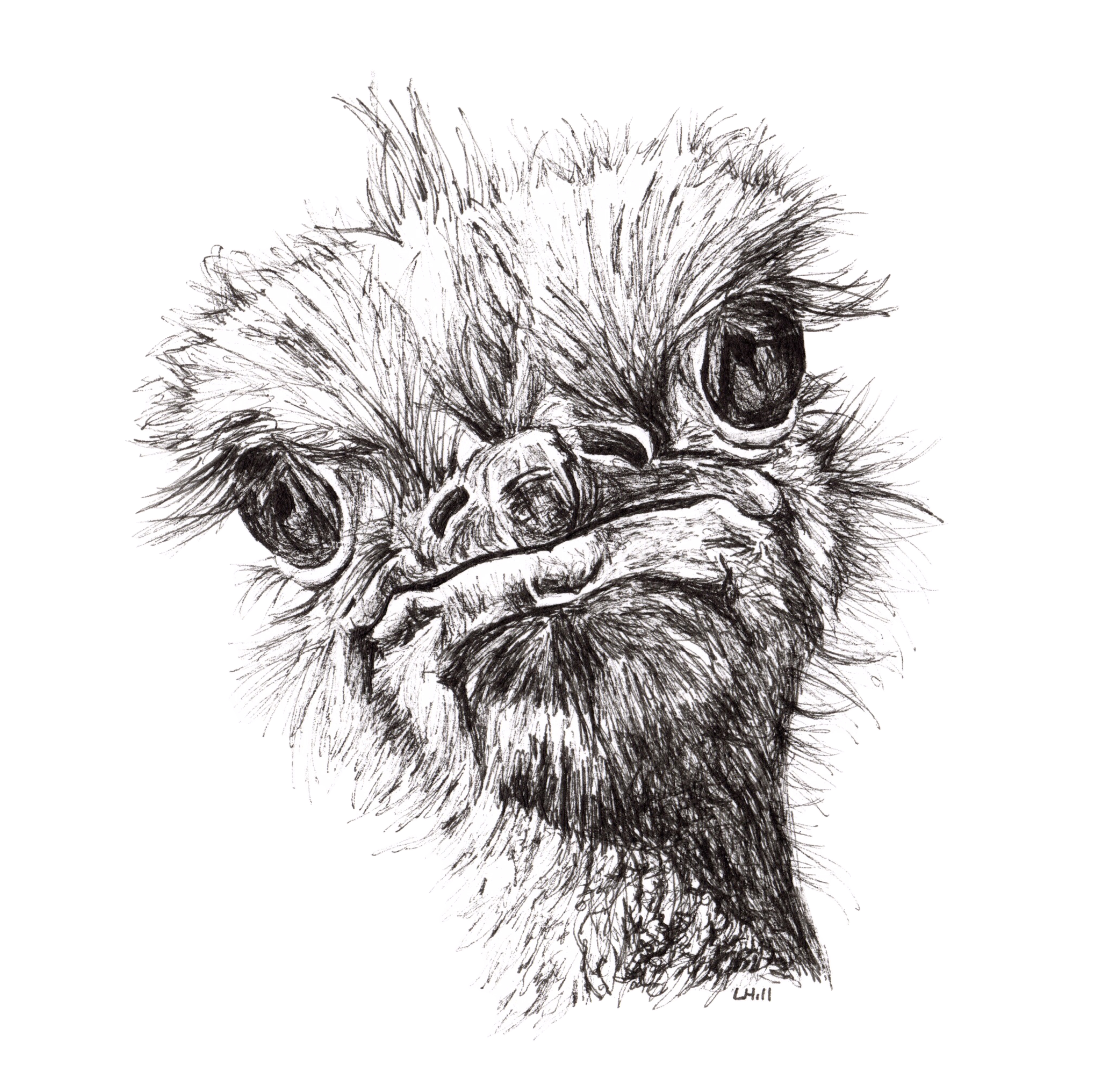 Ostrich pen and ink illustration by Louisa Hill