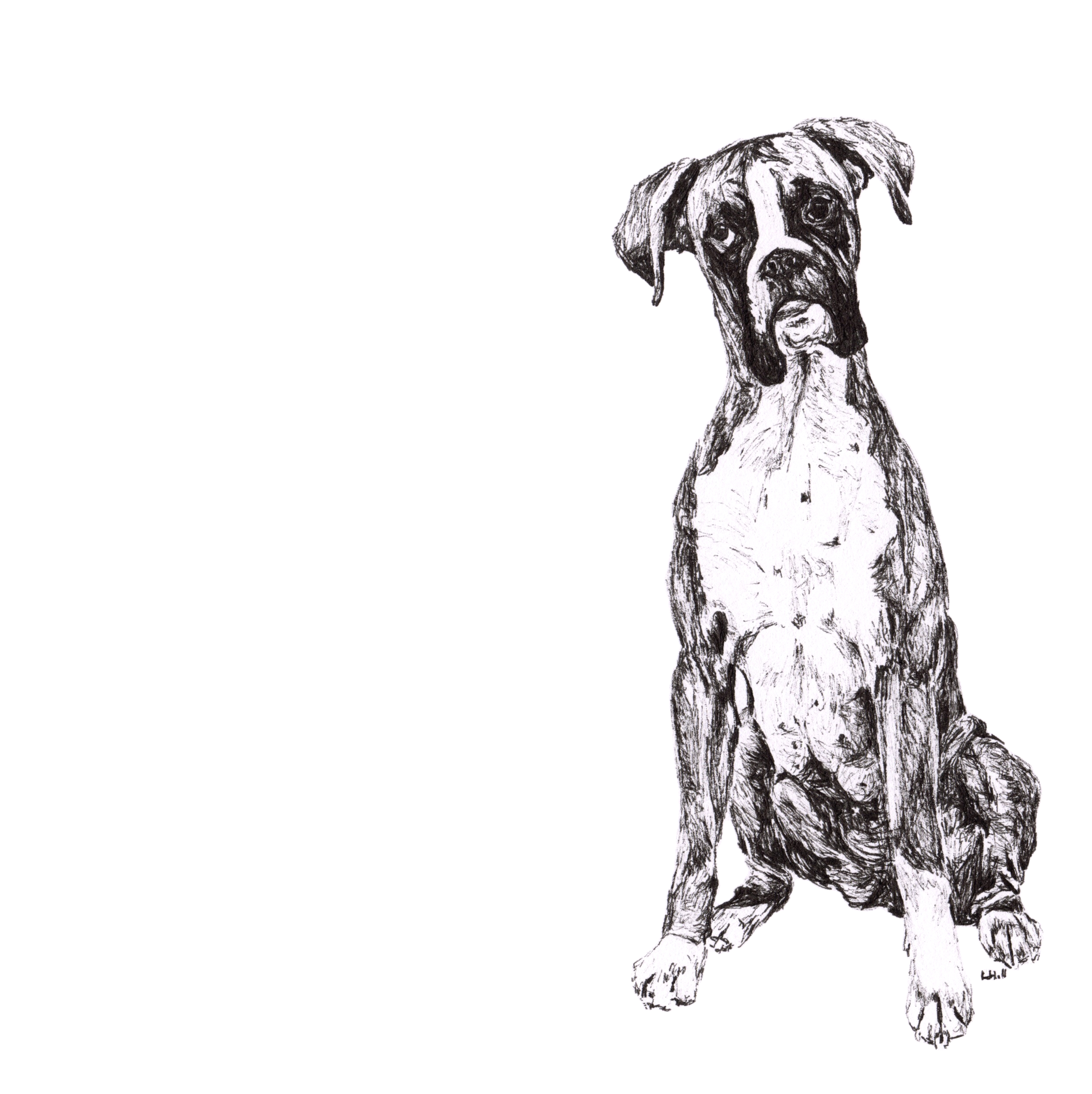 Boxer pen and ink illustration by Louisa Hill
