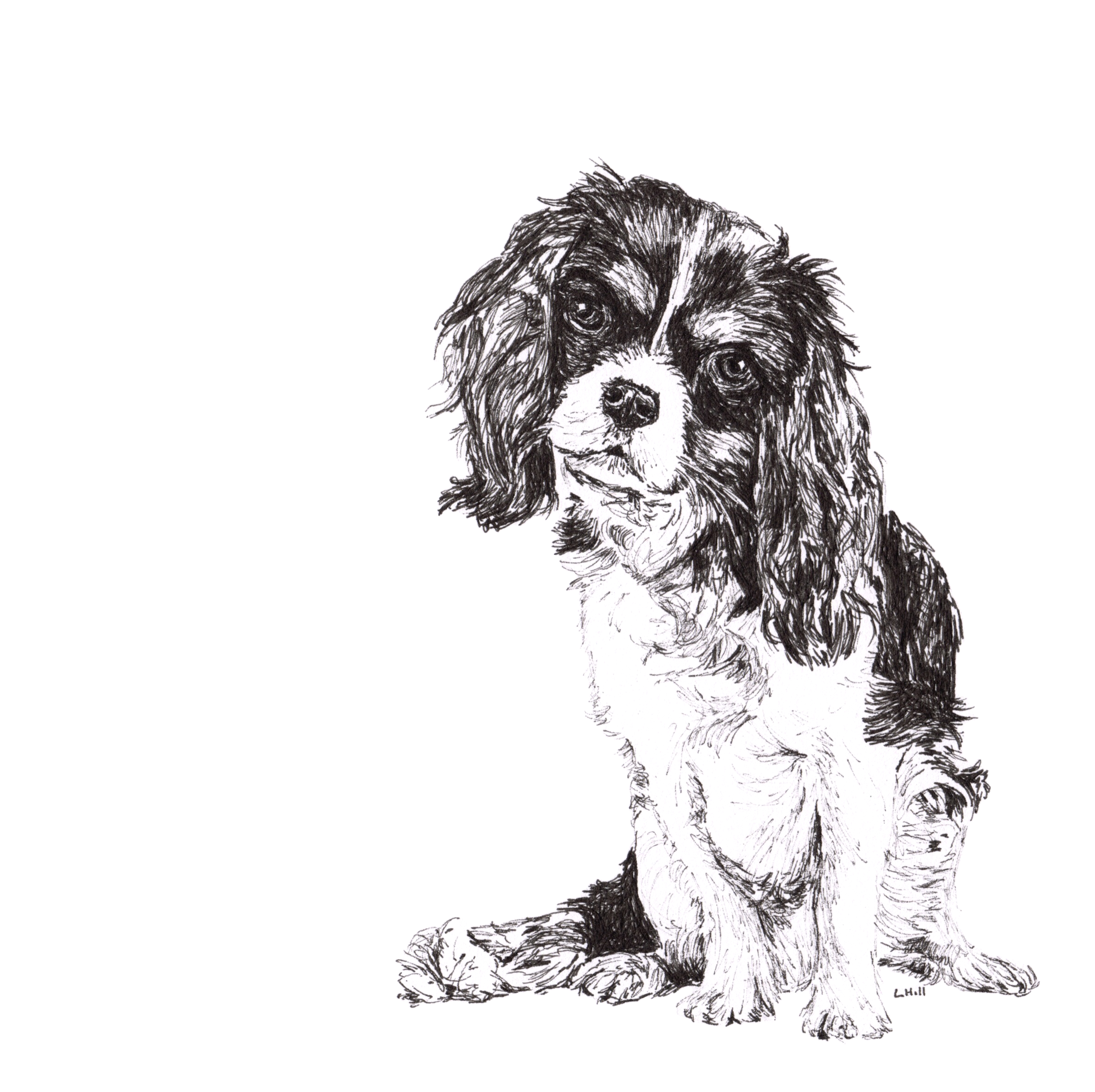 Cavalier King Charles Spaniel pen and ink illustration by Louisa Hill