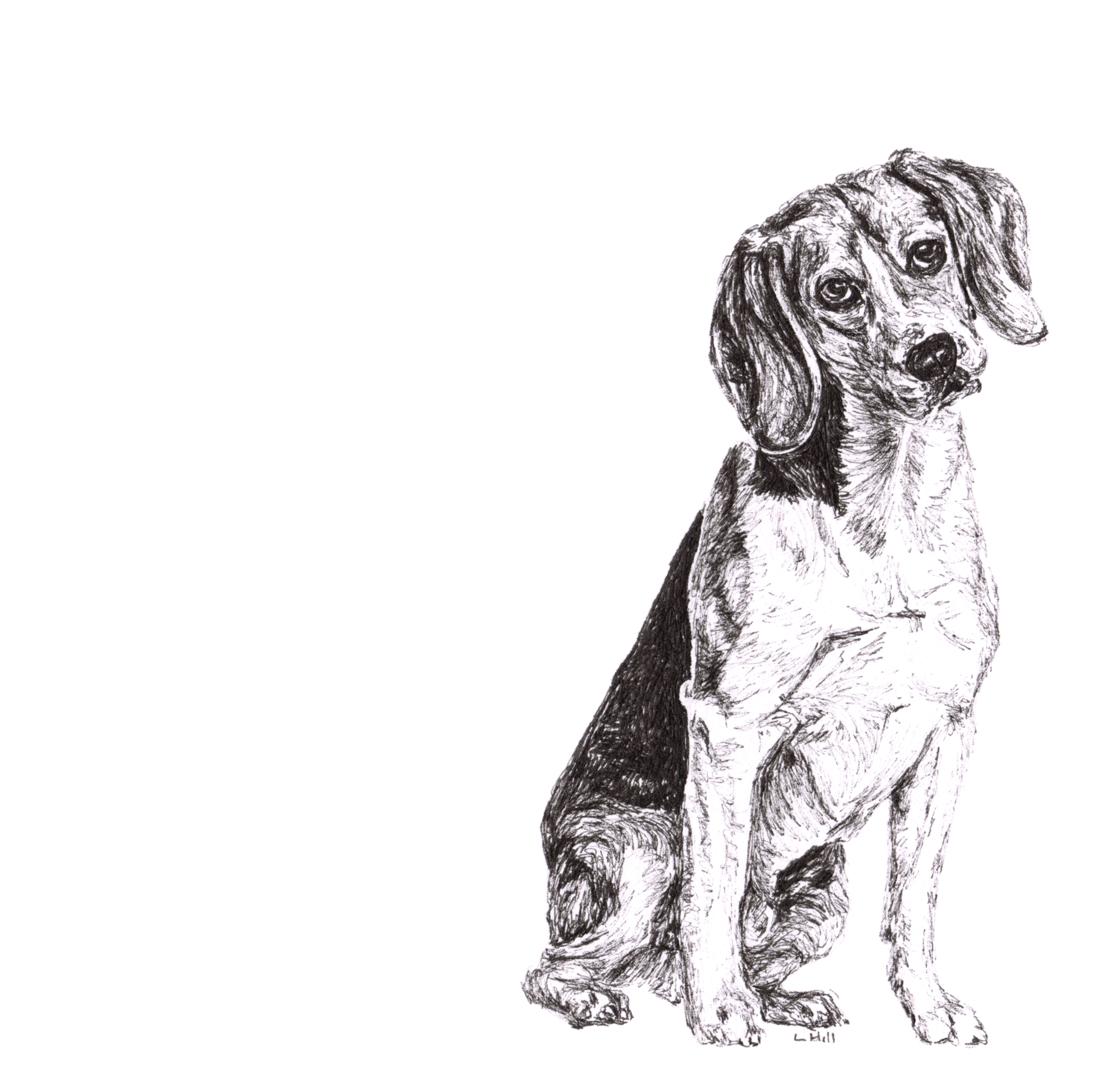 Beagle pen and ink illustration by Louisa Hill