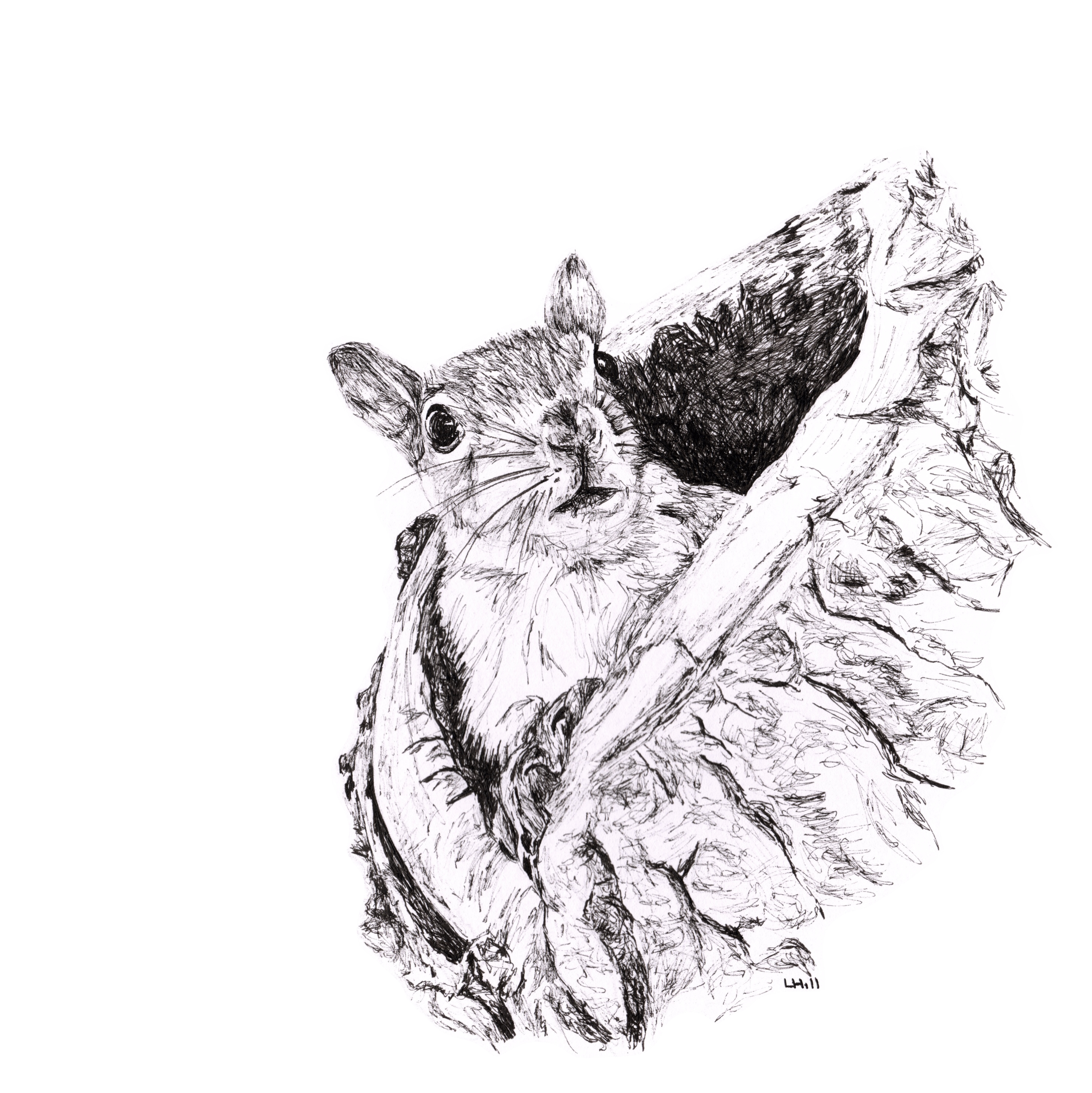 Squirrel in tree trunk pen and ink illustration by Louisa Hill
