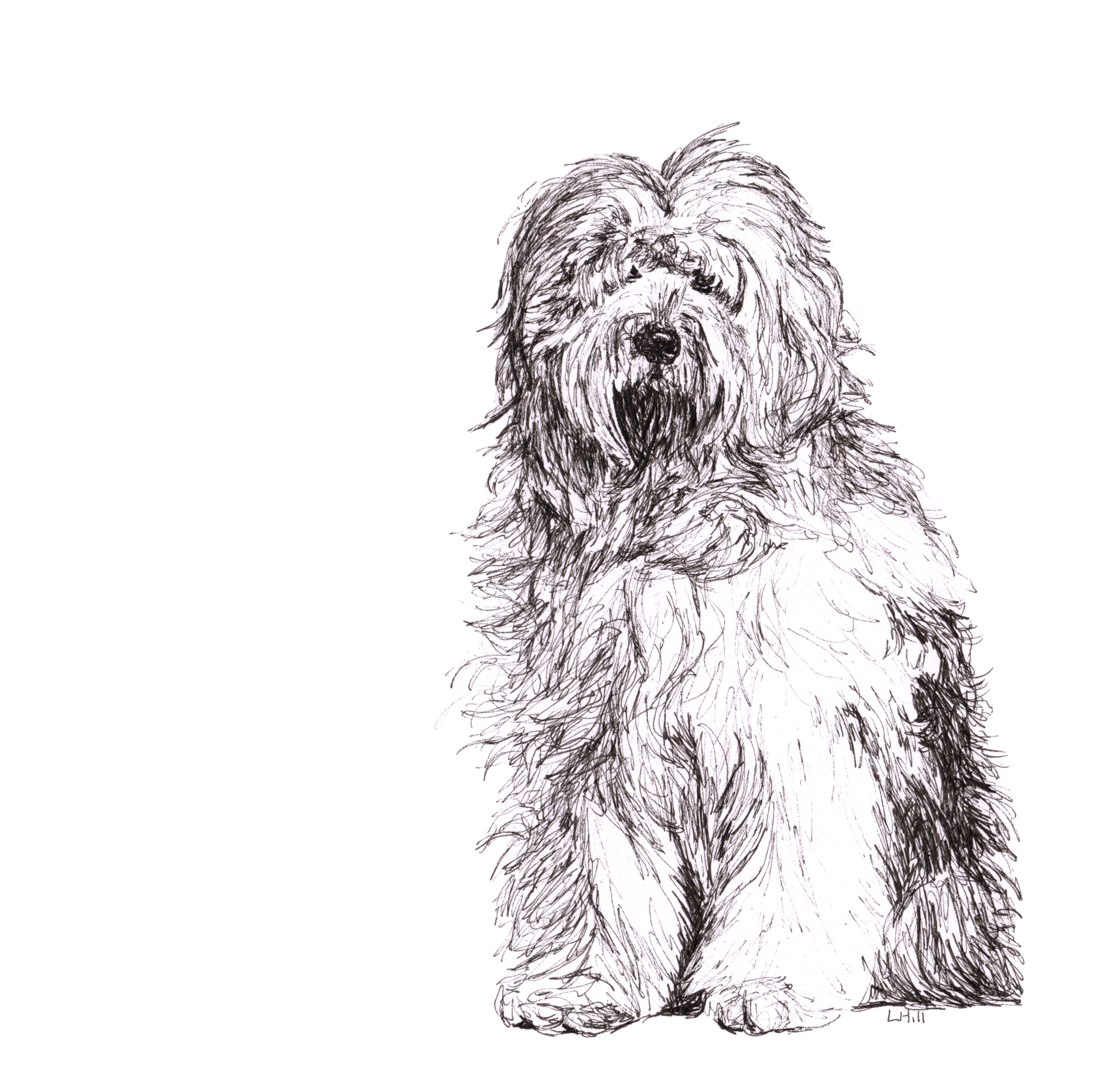 Old English Sheepdog pen and ink illustration by Louisa Hill