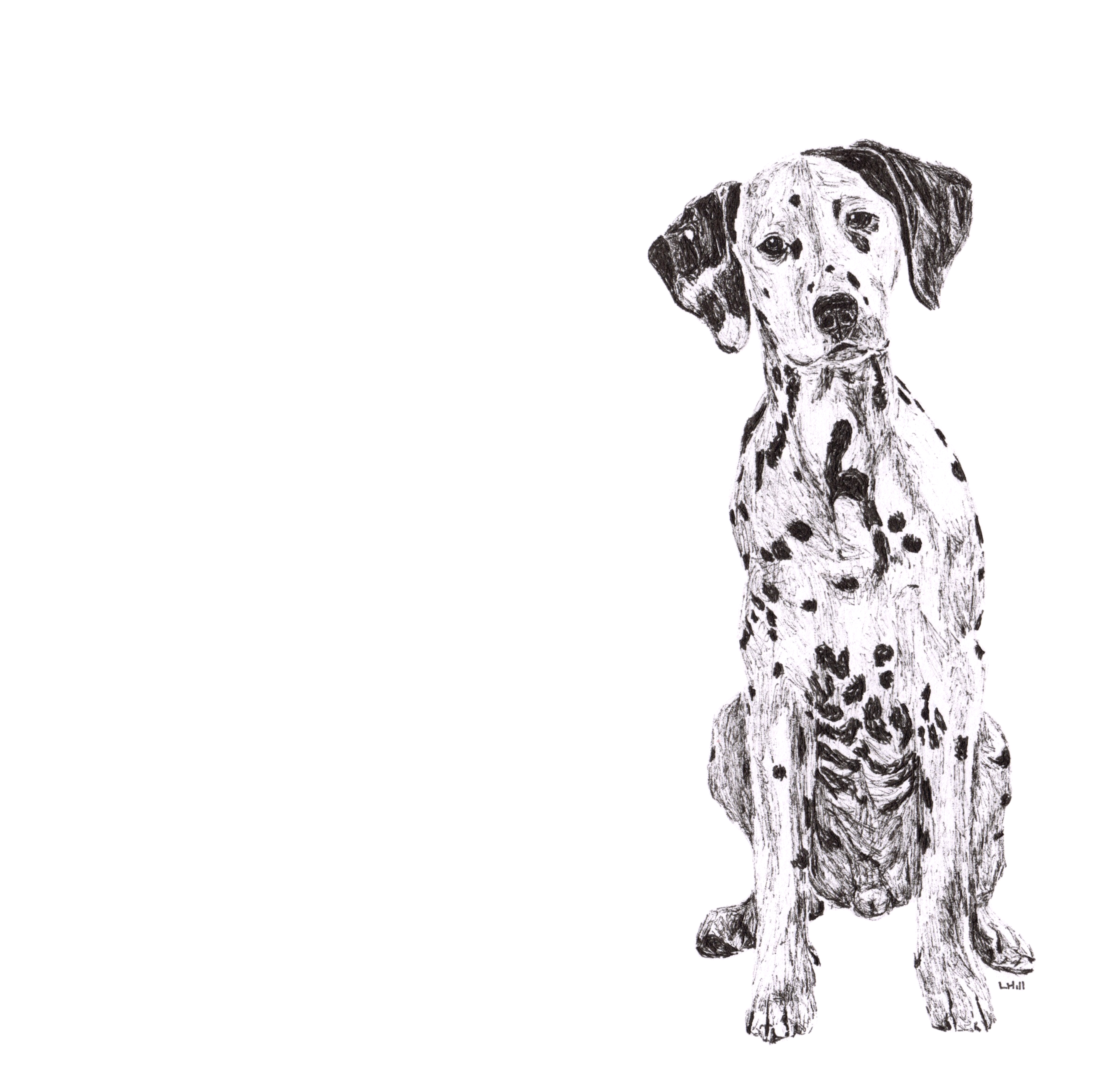 Dalmatian pen and ink illustration by Louisa Hill