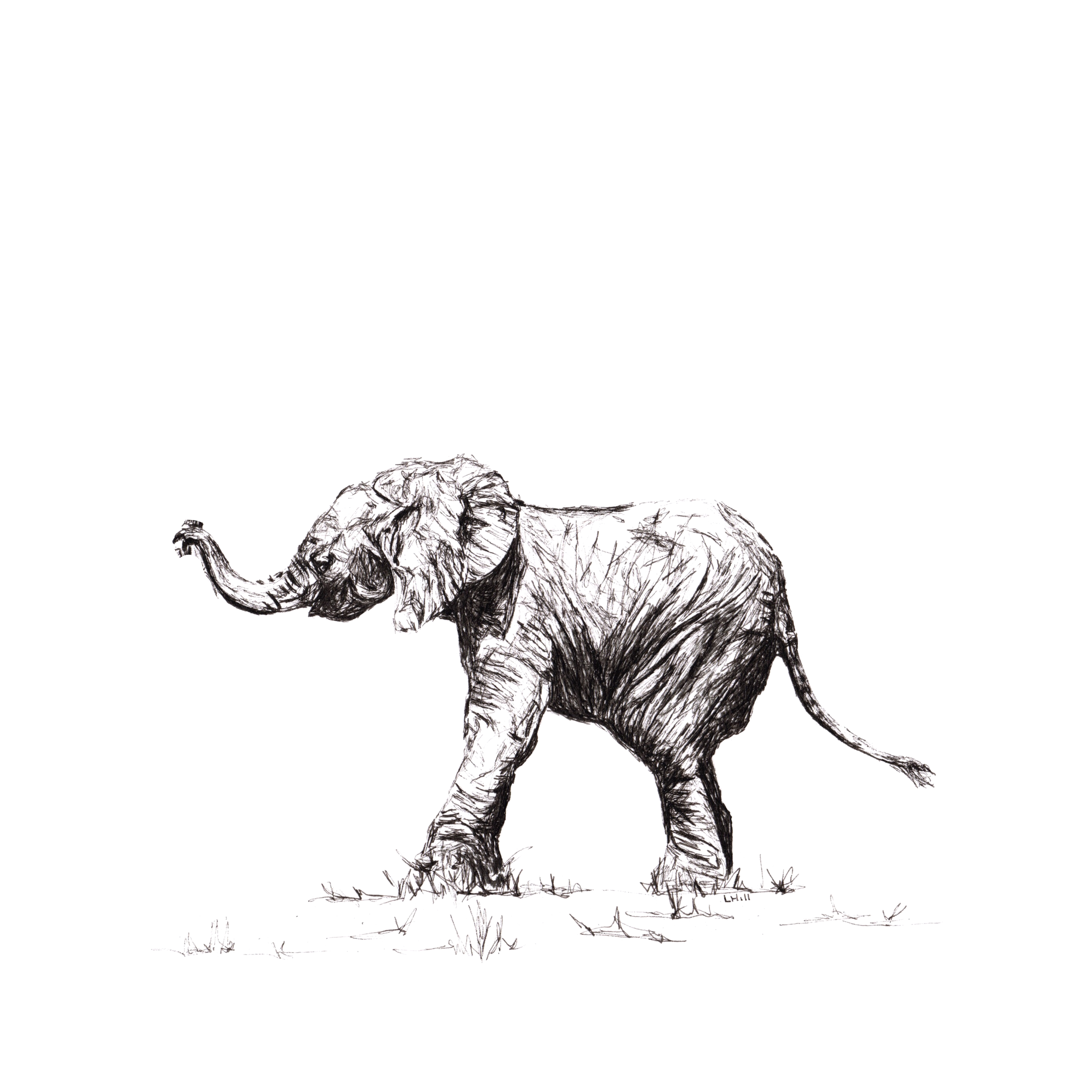 Baby Elephant pen and ink illustration by Louisa Hill