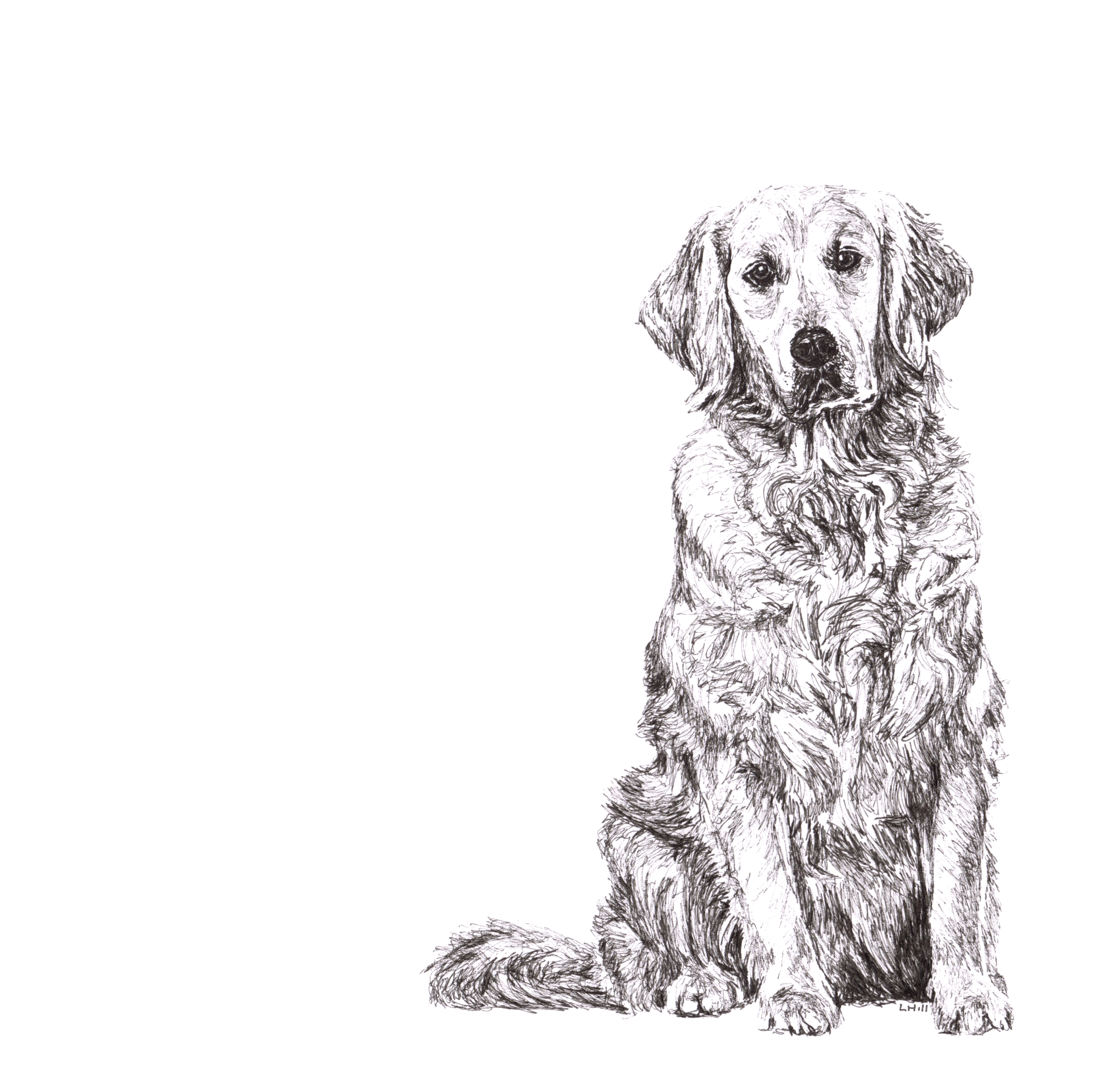Golden Retriever pen and ink illustration by Louisa Hill