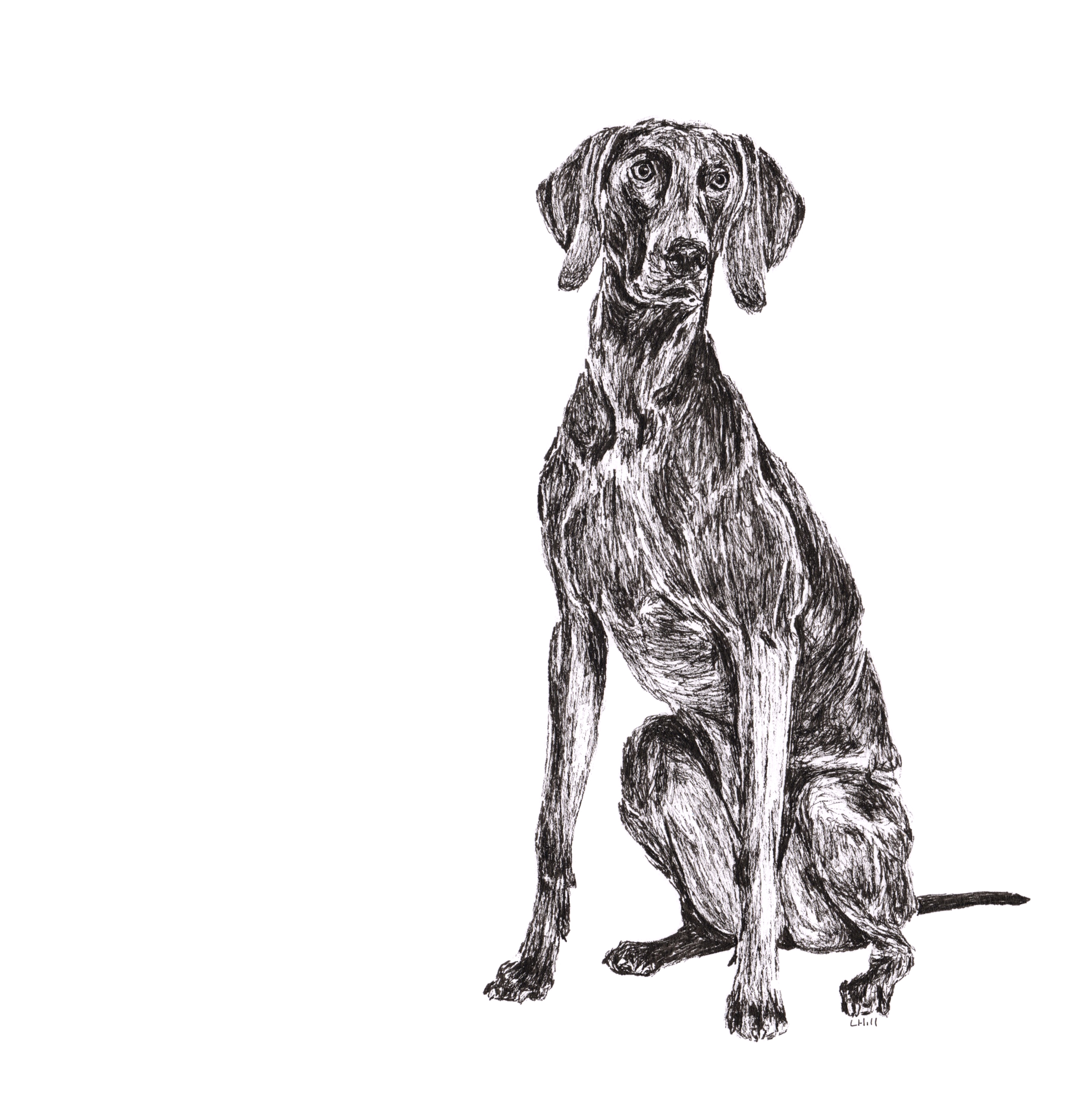 Weimaraner pen and ink illustration by Louisa Hill