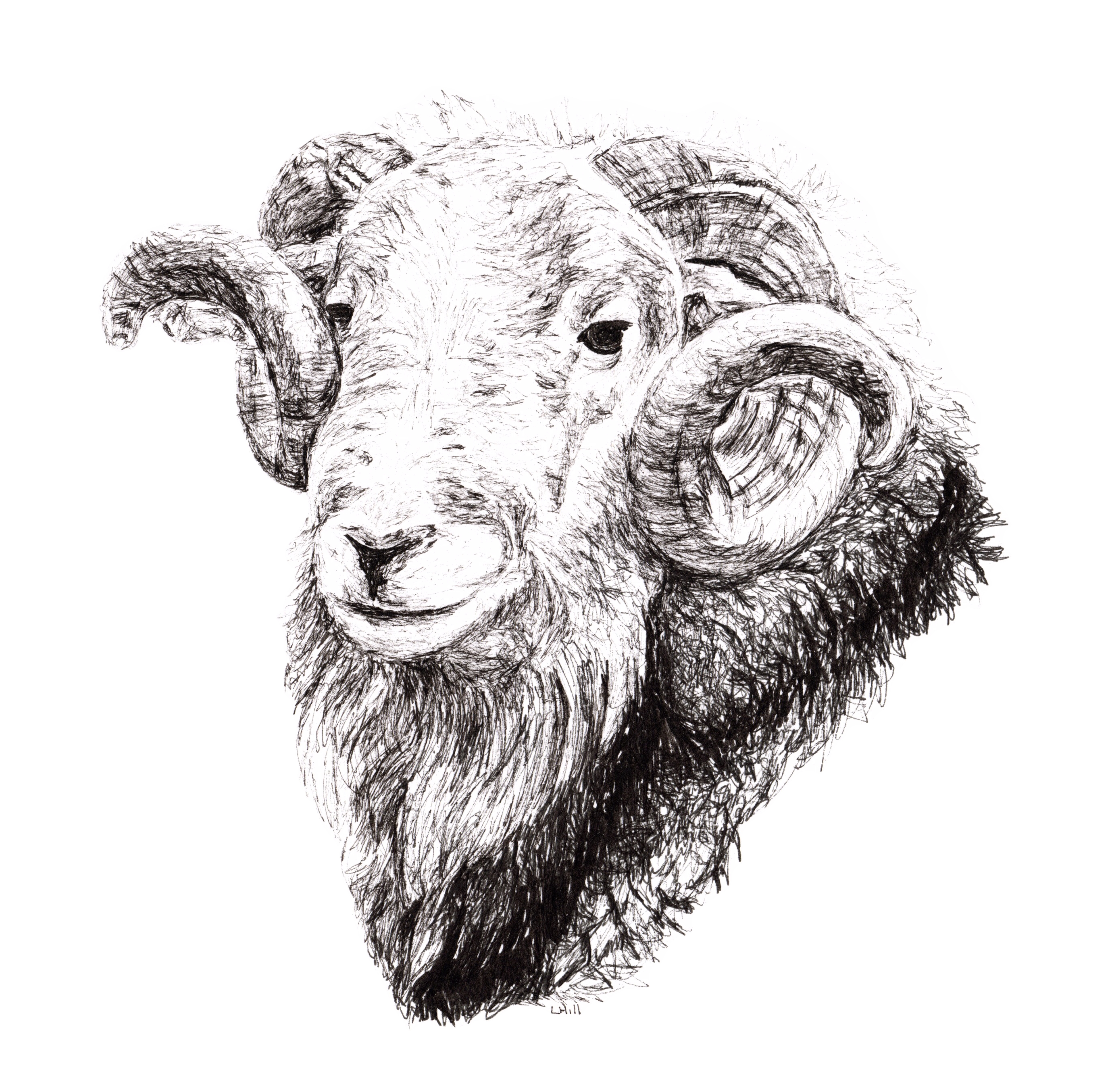 Herdwick pen and ink illustration by Louisa Hill