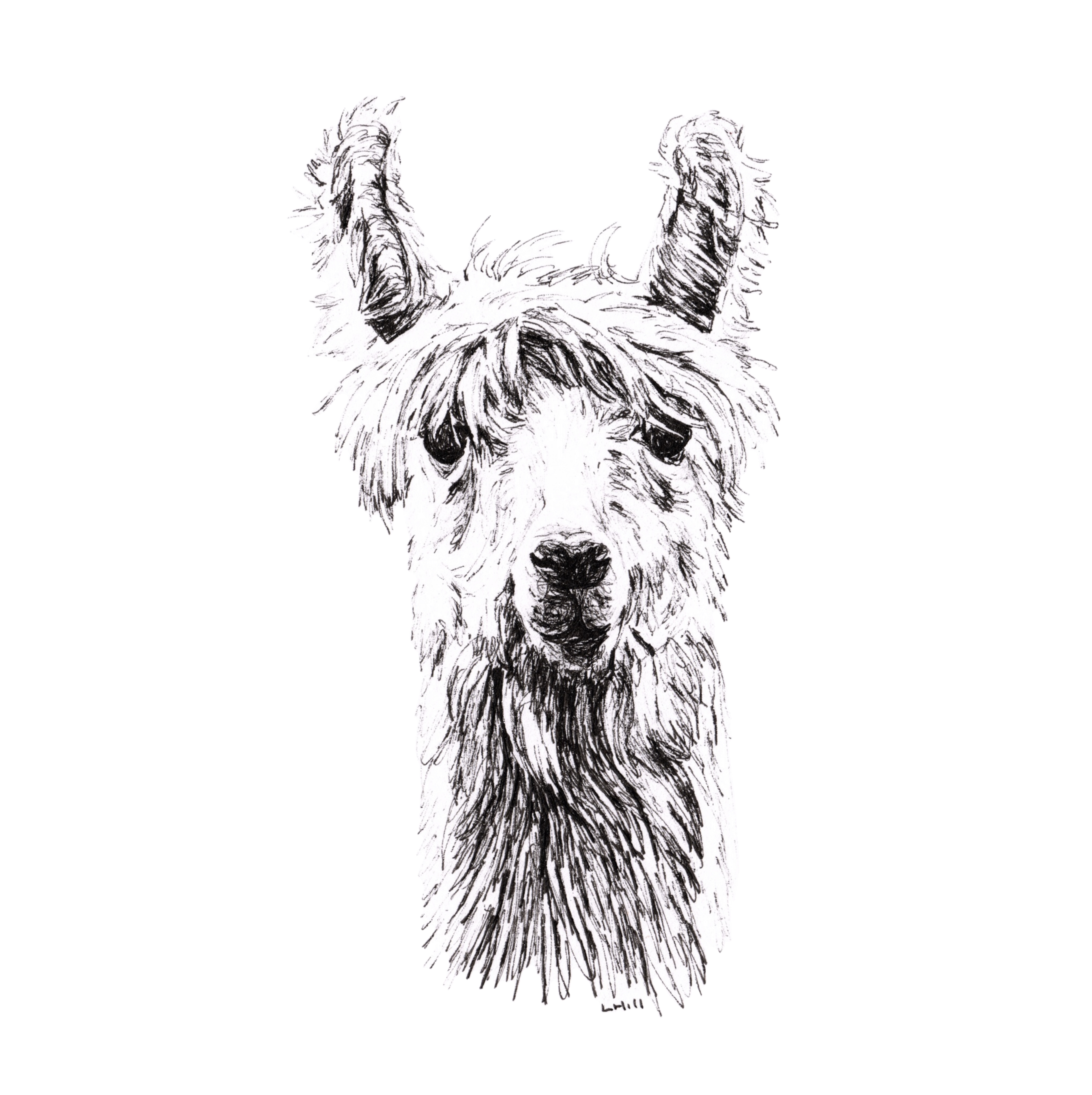 Llama pen and ink illustration by Louisa Hill