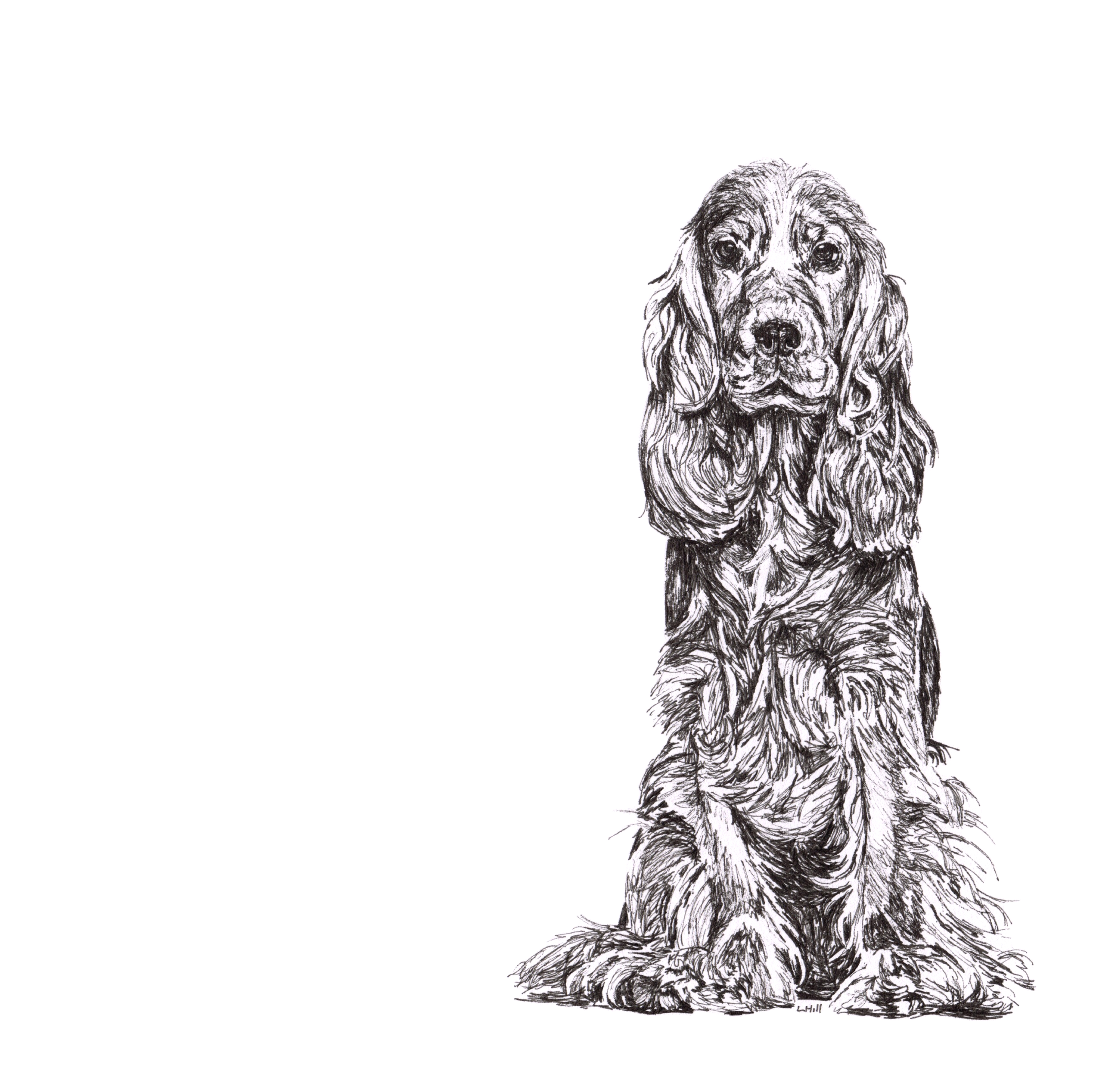 Cocker Spaniel pen and ink illustration by Louisa Hill