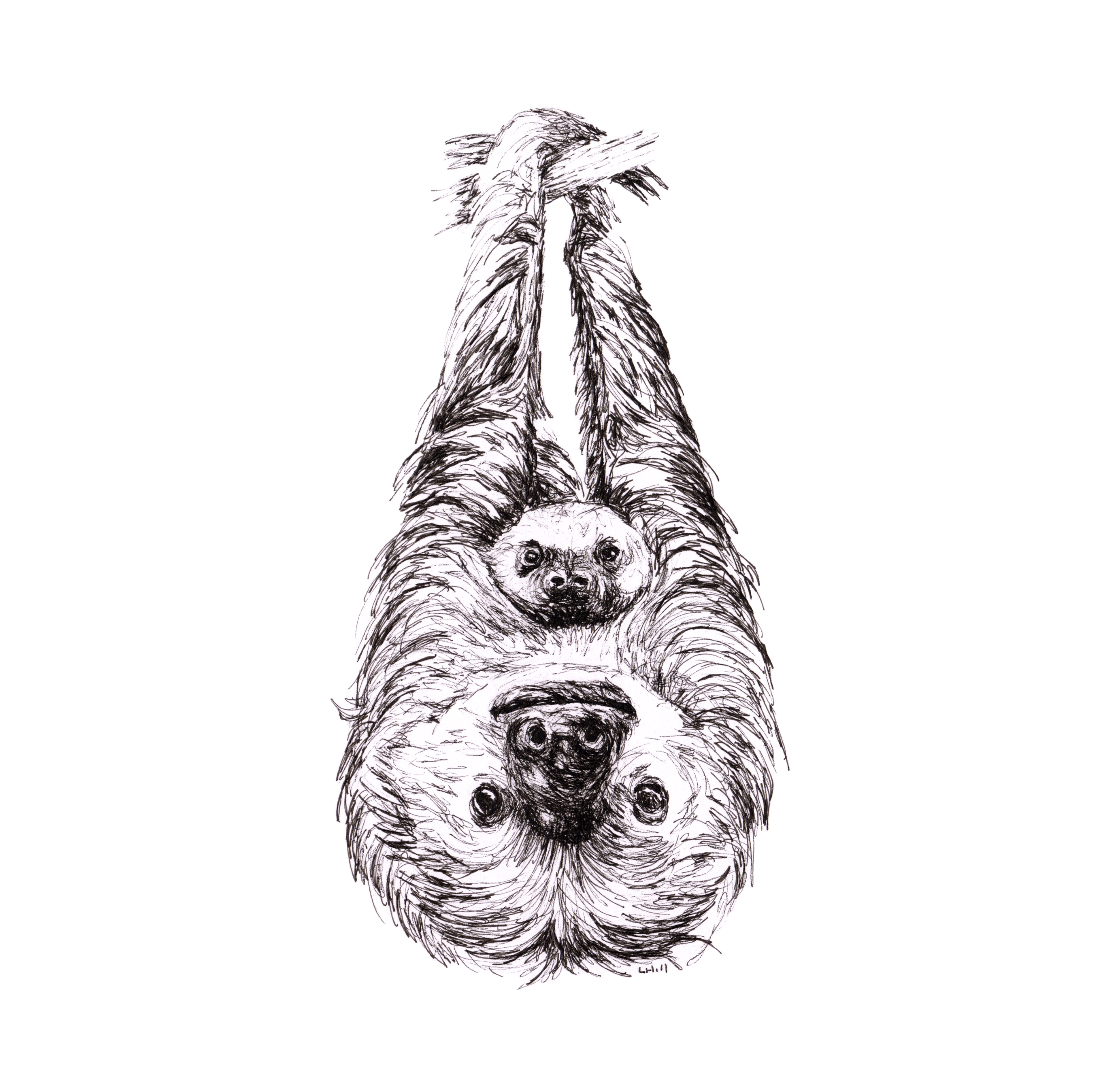 Sloth and baby pen and ink illustration by Louisa Hill