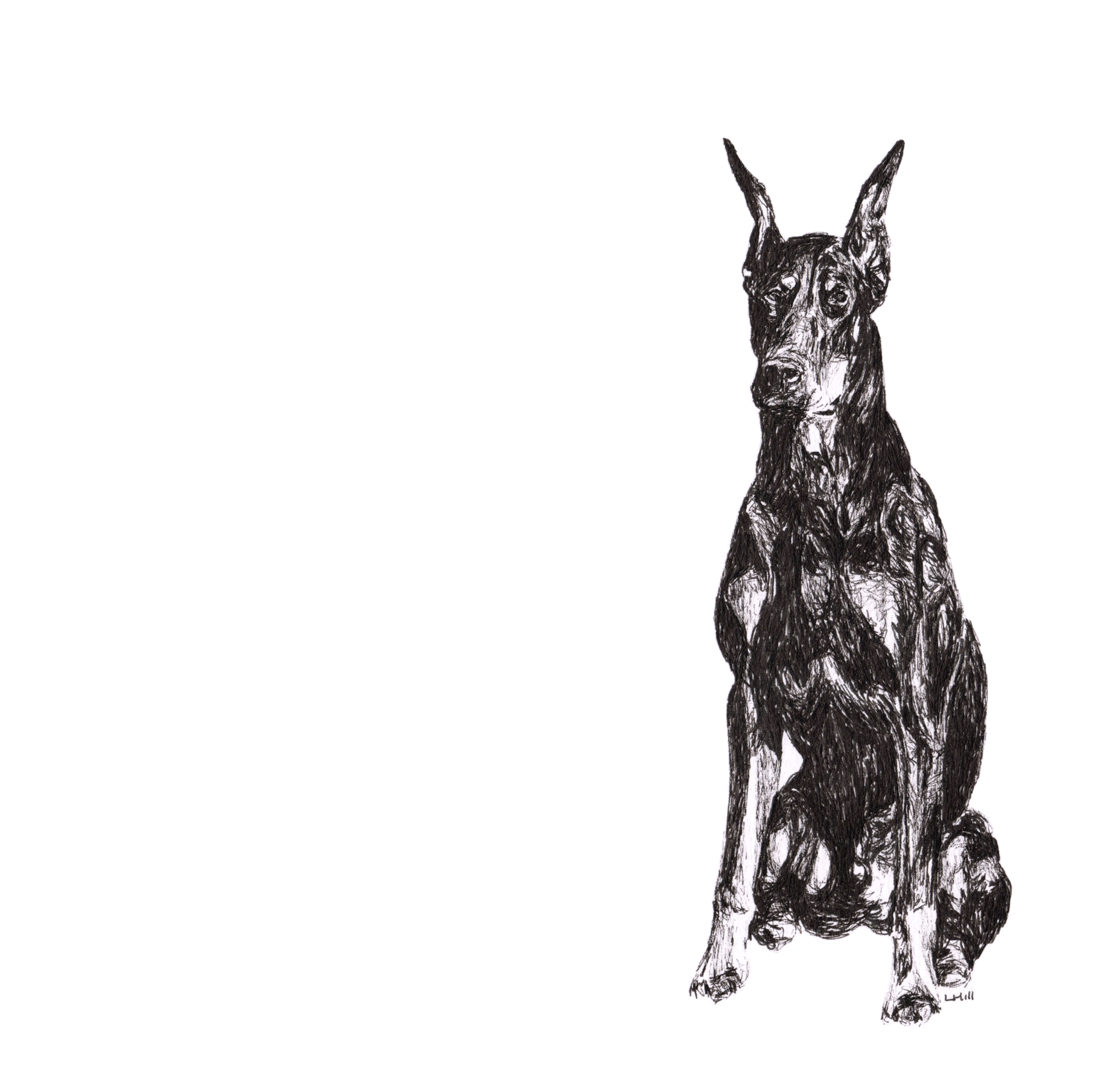 Doberman Pinscher pen and ink illustration by Louisa Hill