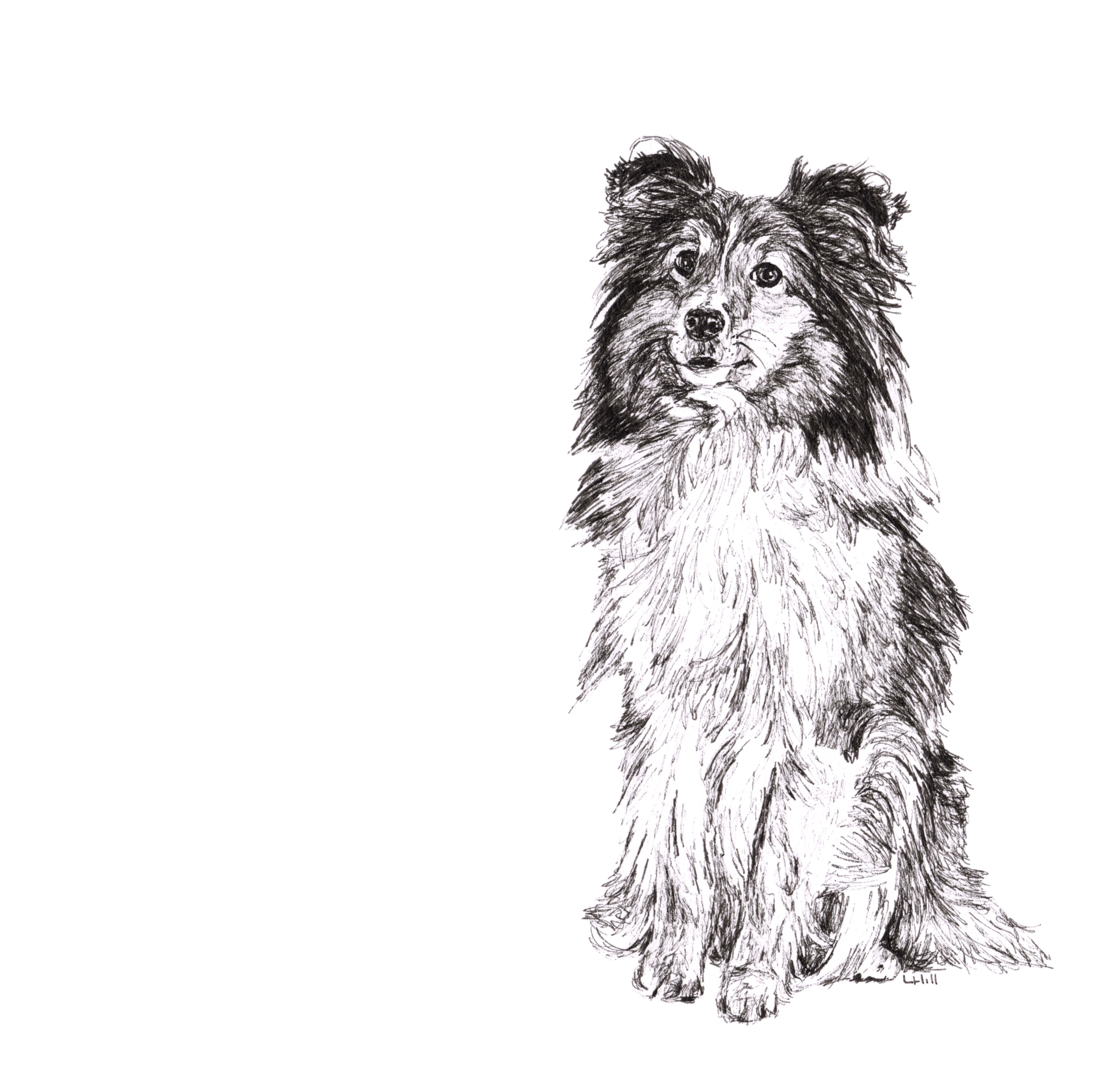 Shetland Sheepdog pen and ink illustration by Louisa Hill