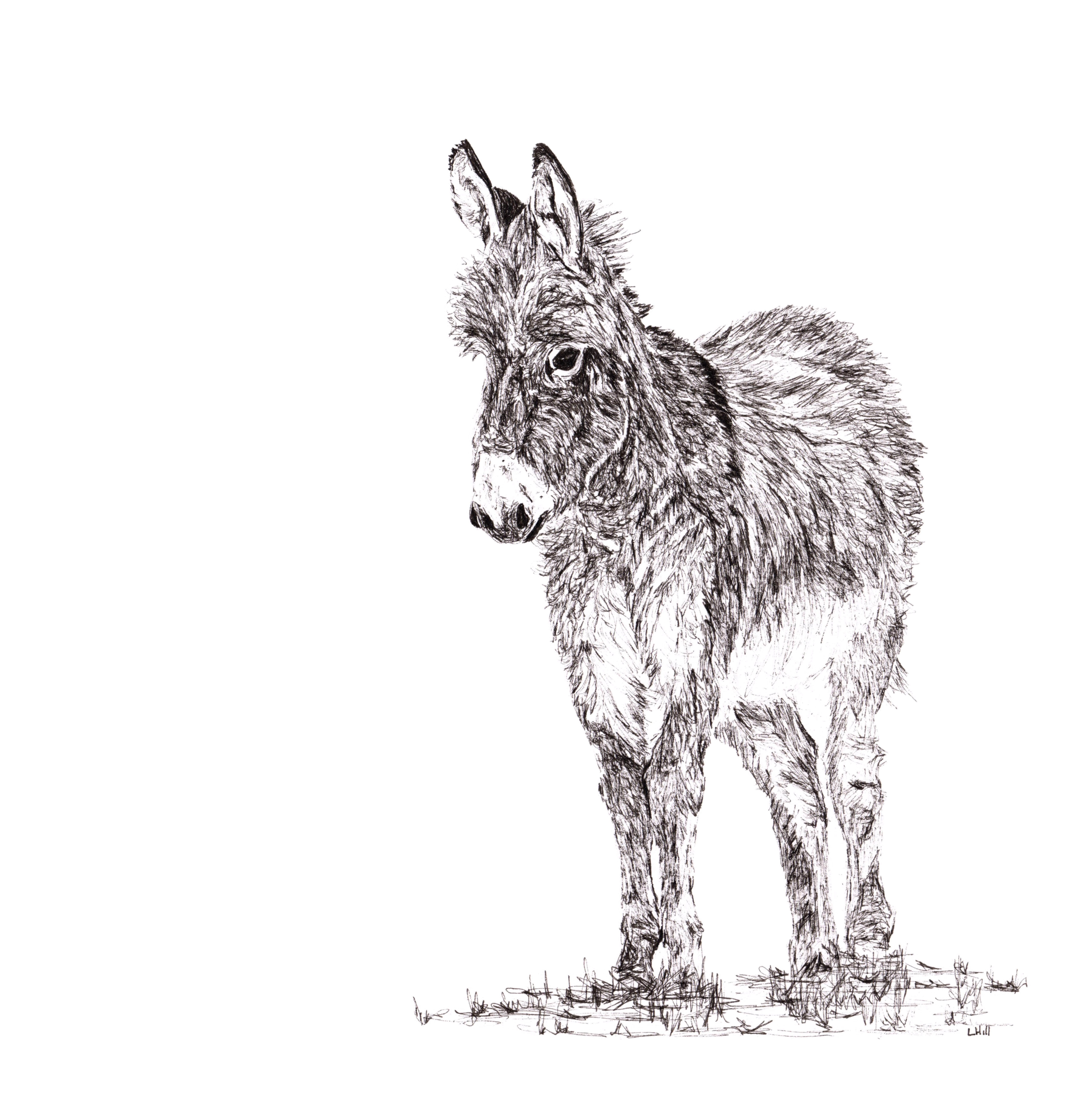 Donkey pen and ink illustration by Louisa Hill