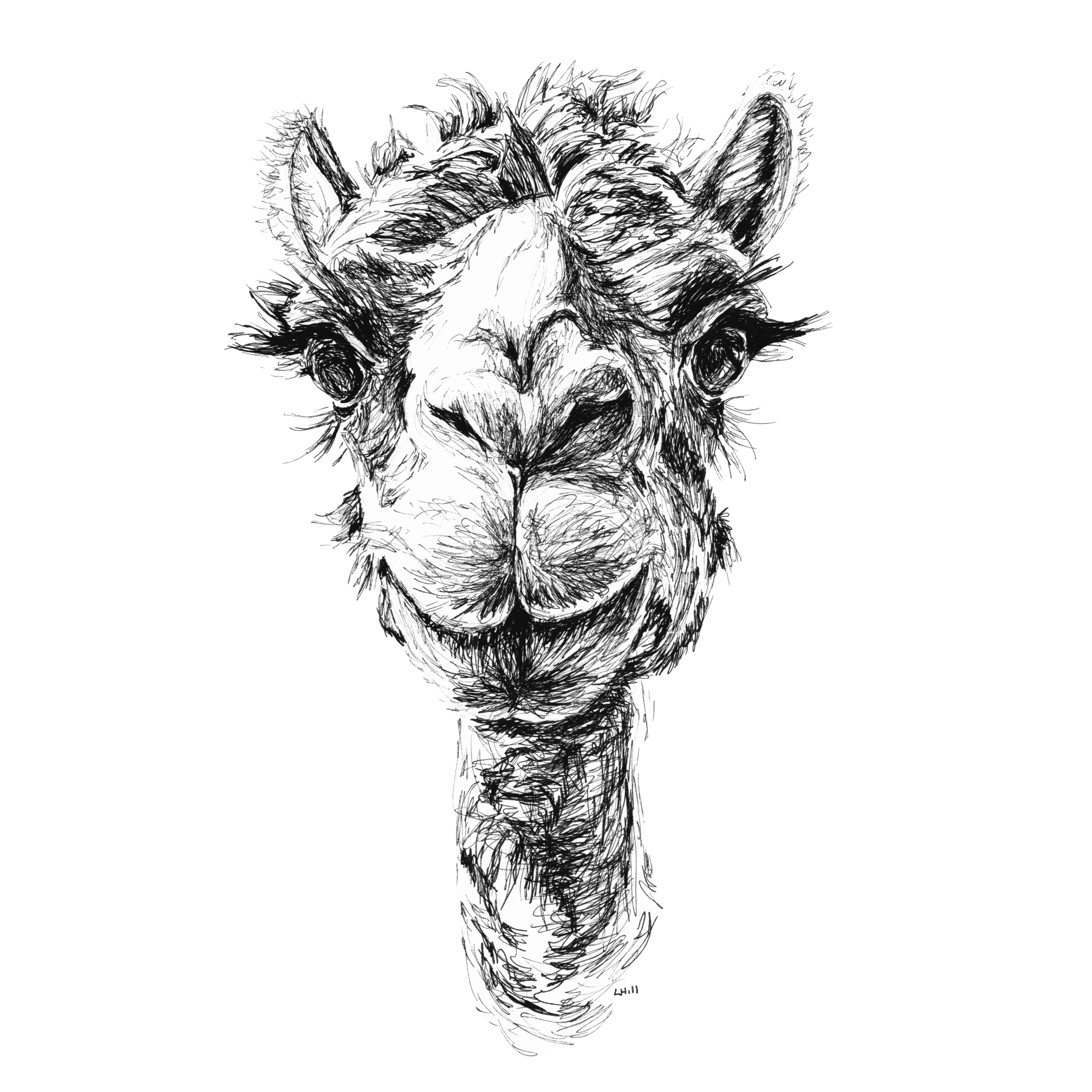Camel pen and ink illustration by Louisa Hill