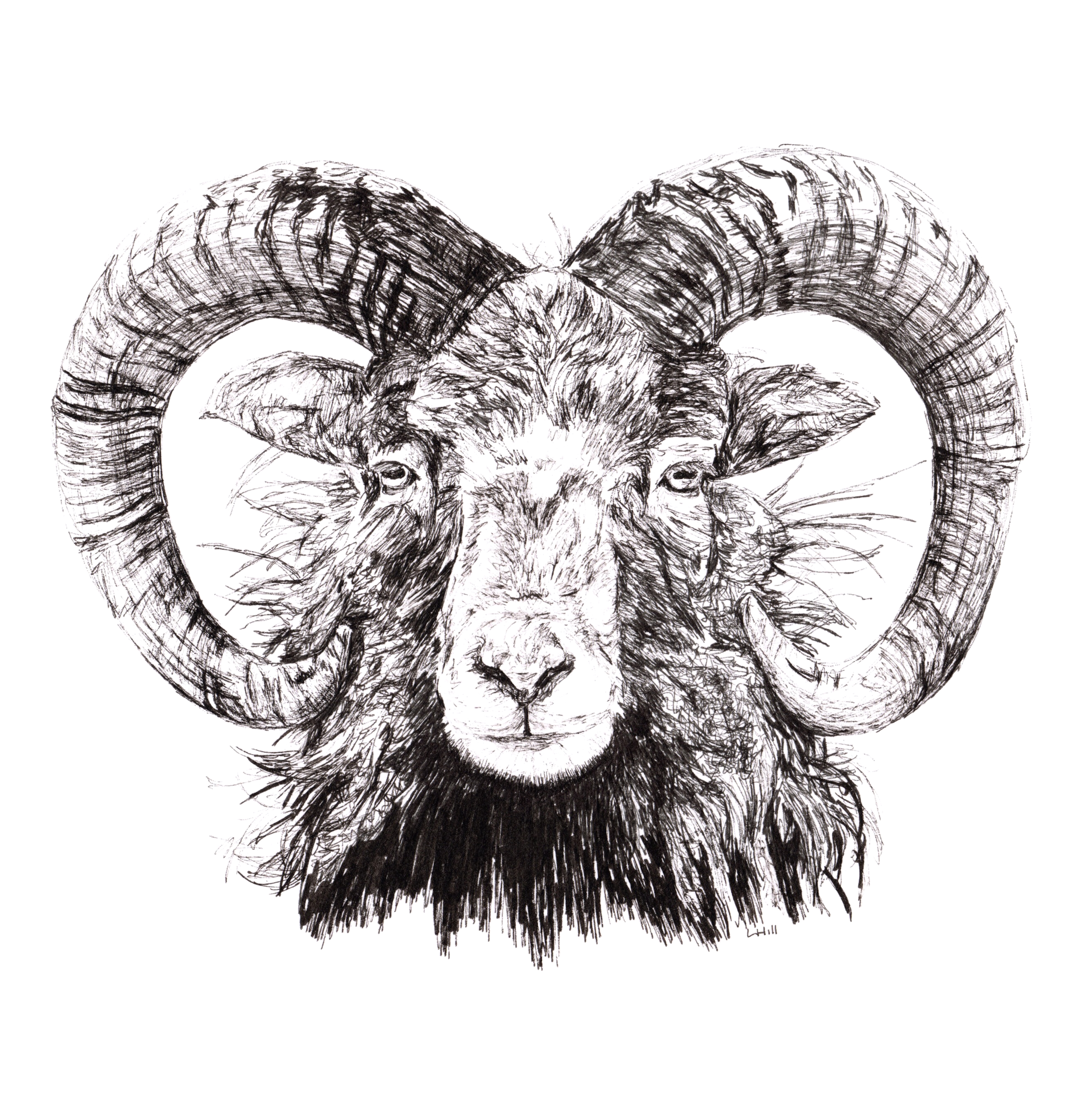 North Ronaldsay pen and ink illustration by Louisa Hill