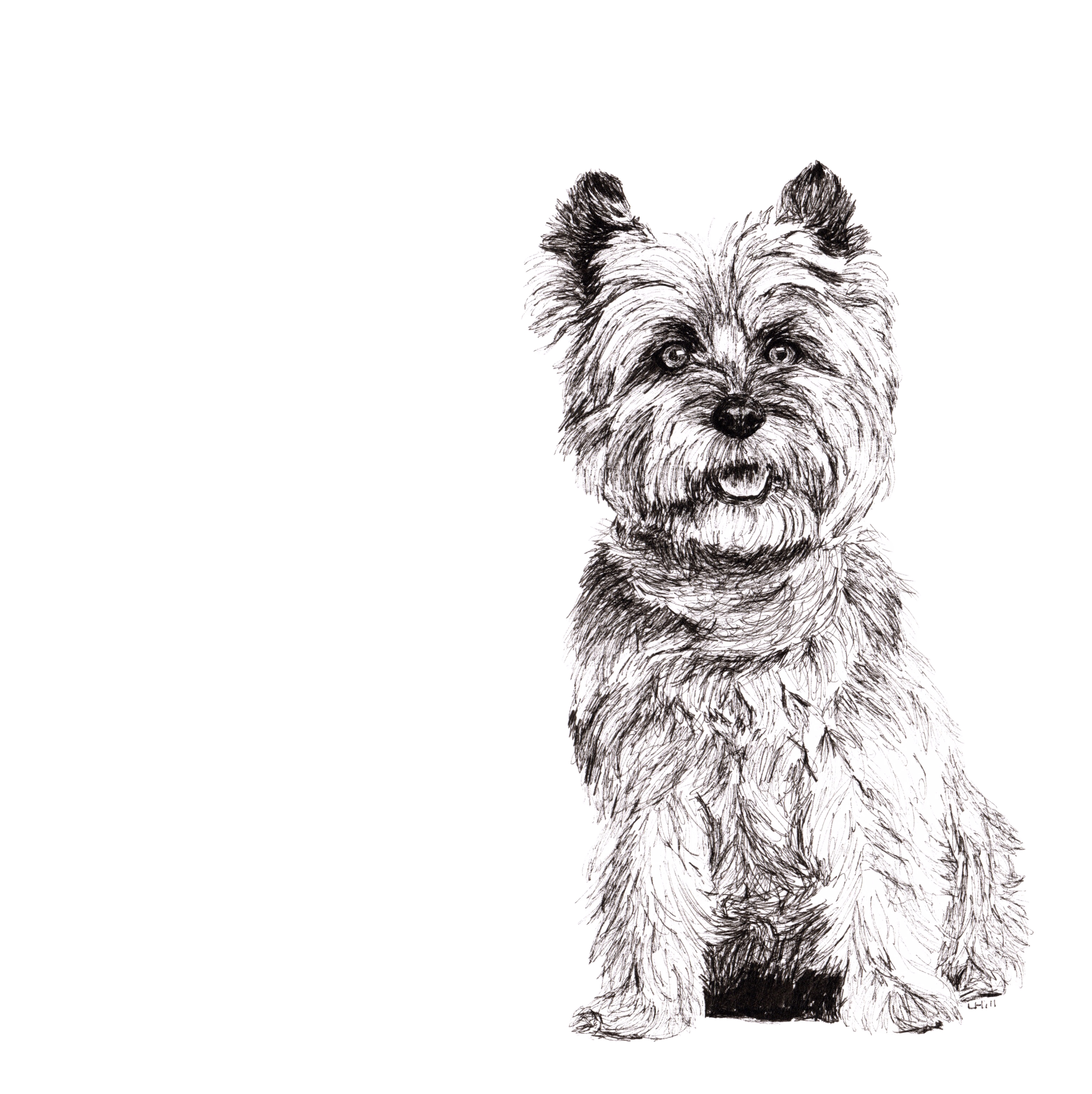 Cairn Terrier pen and ink illustration by Louisa Hill