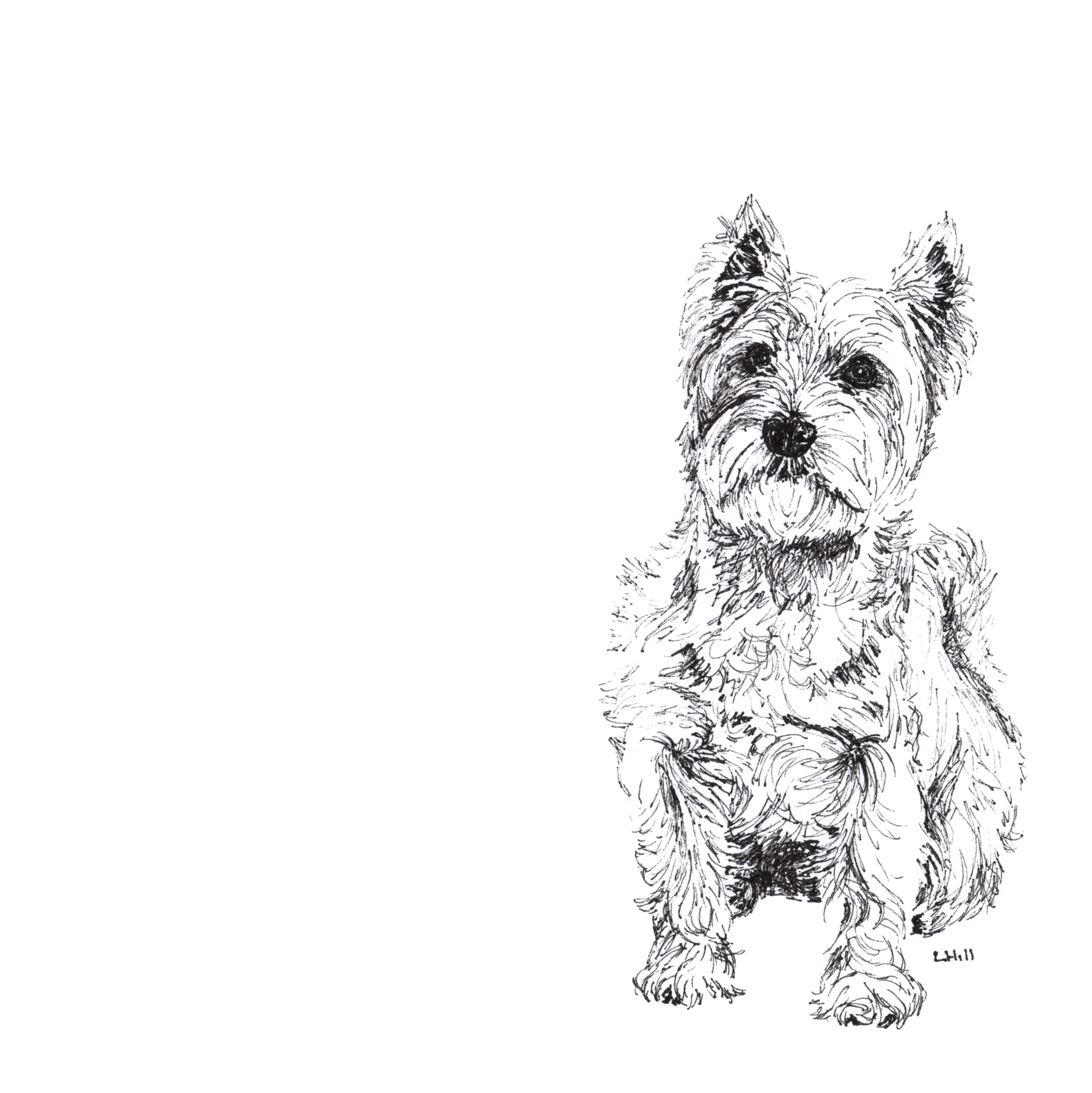 West Highland Terrier pen and ink illustration by Louisa Hill