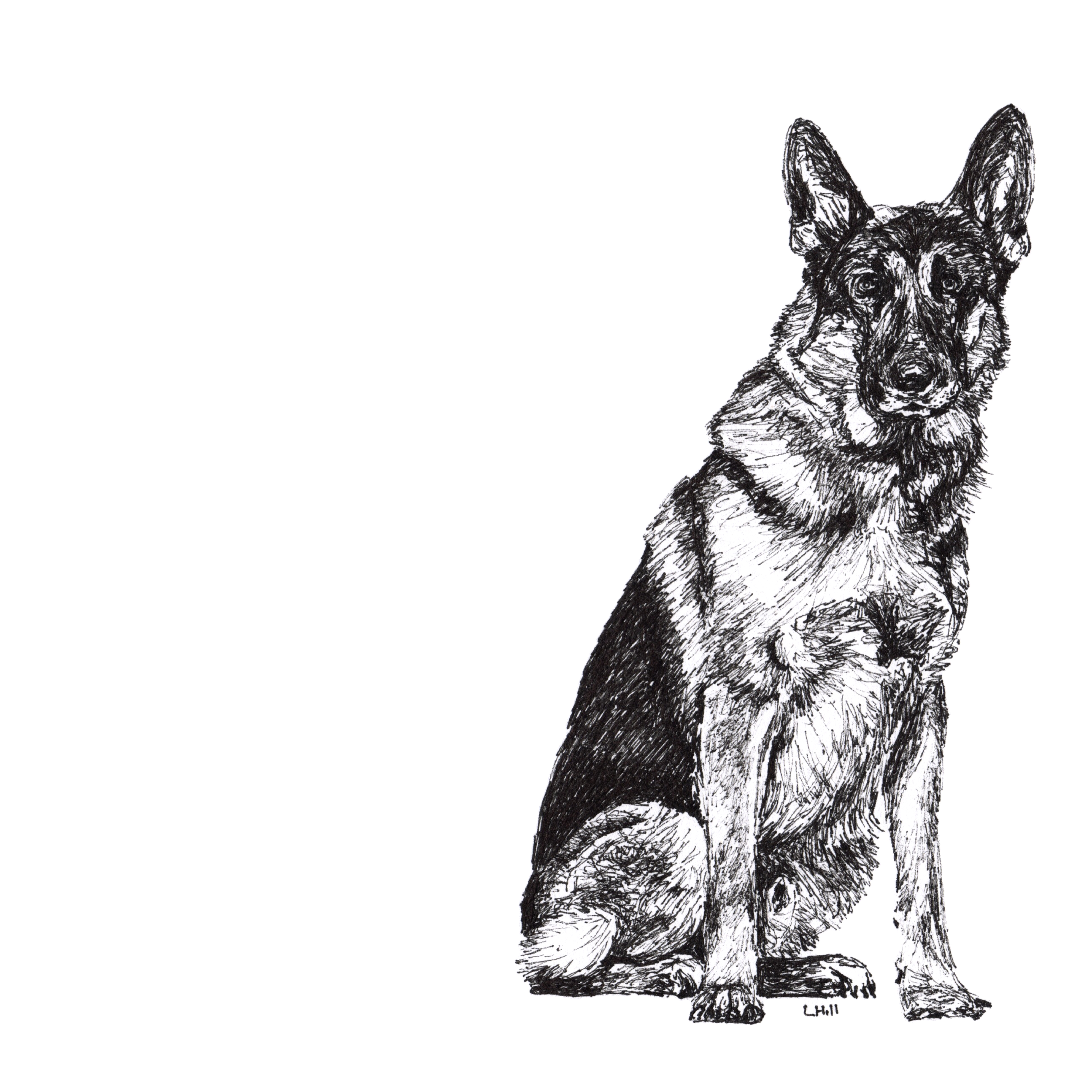 German Shepherd pen and ink illustration by Louisa Hill