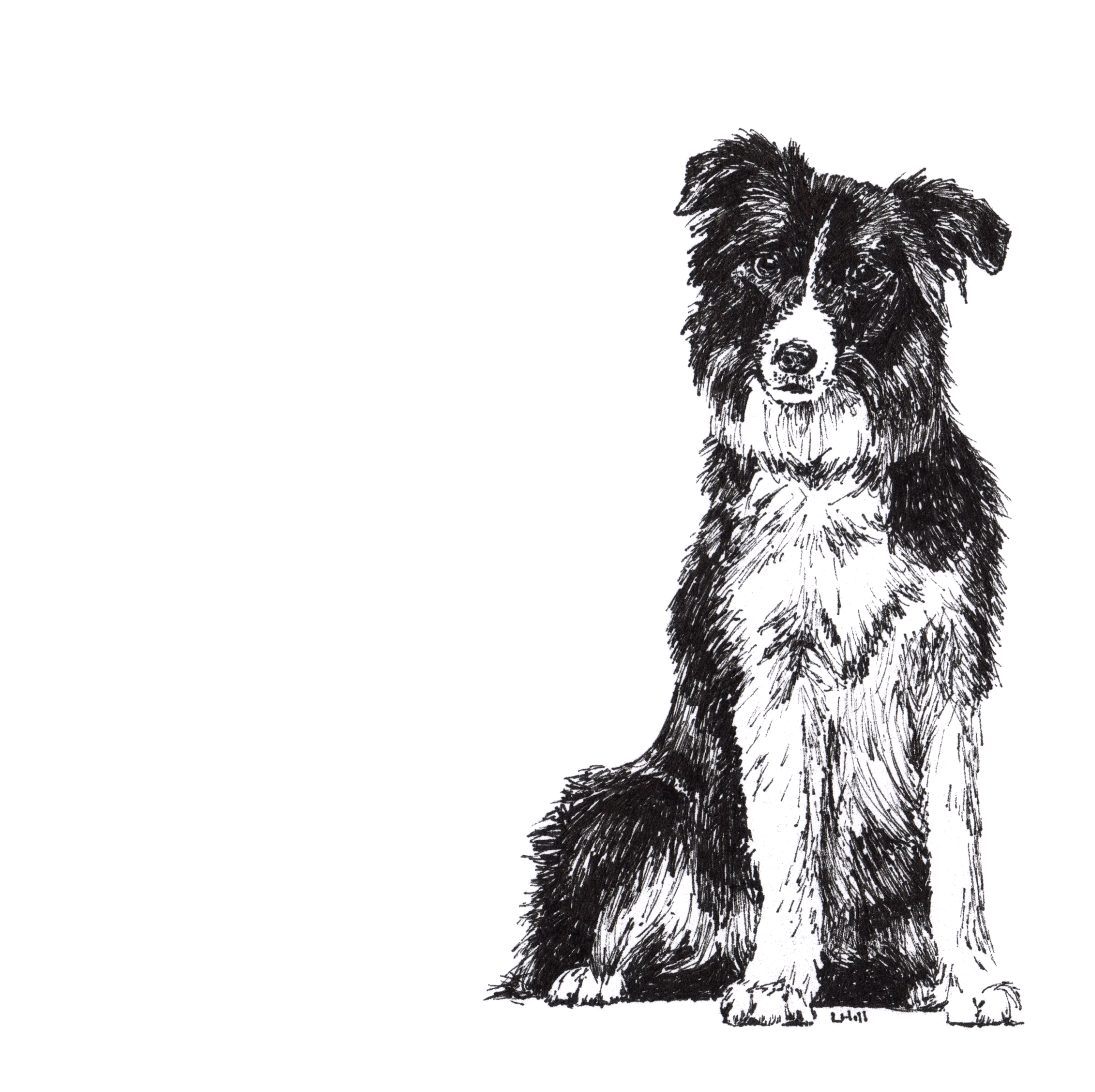 Border Collie pen and ink illustration by Louisa Hill