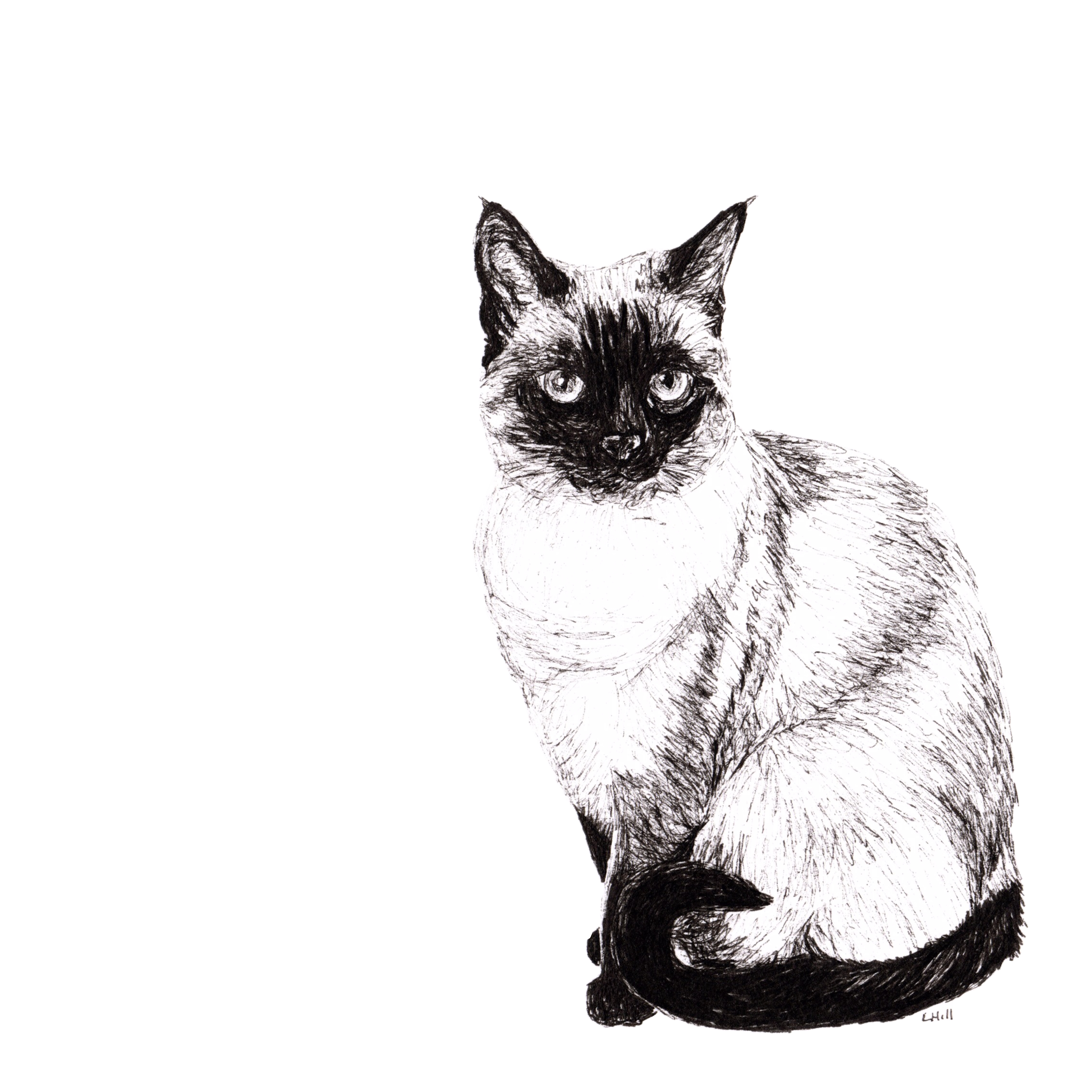 Siamese pen and ink illustration by Louisa Hill