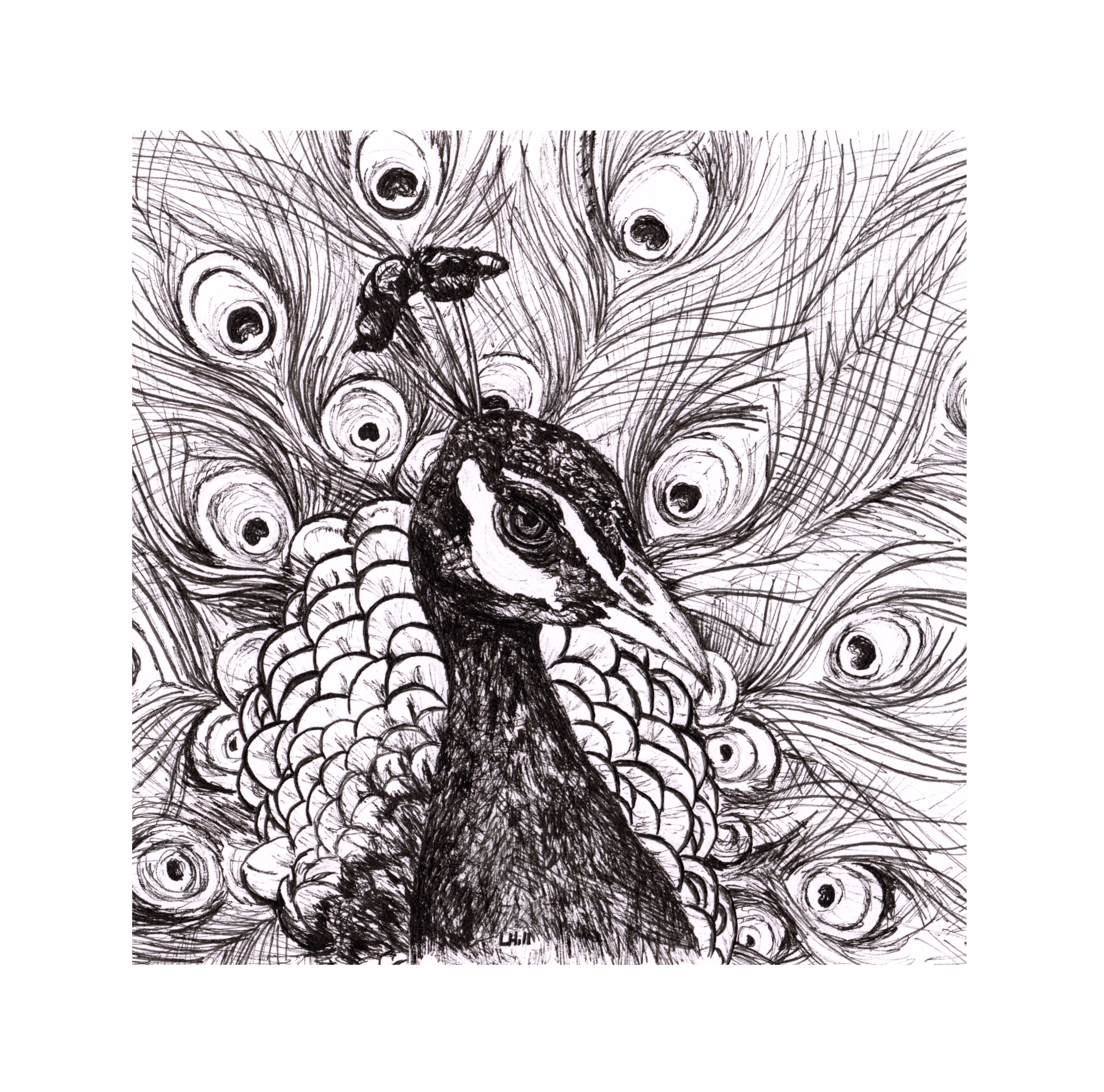 Peacock pen and ink illustration by Louisa Hill