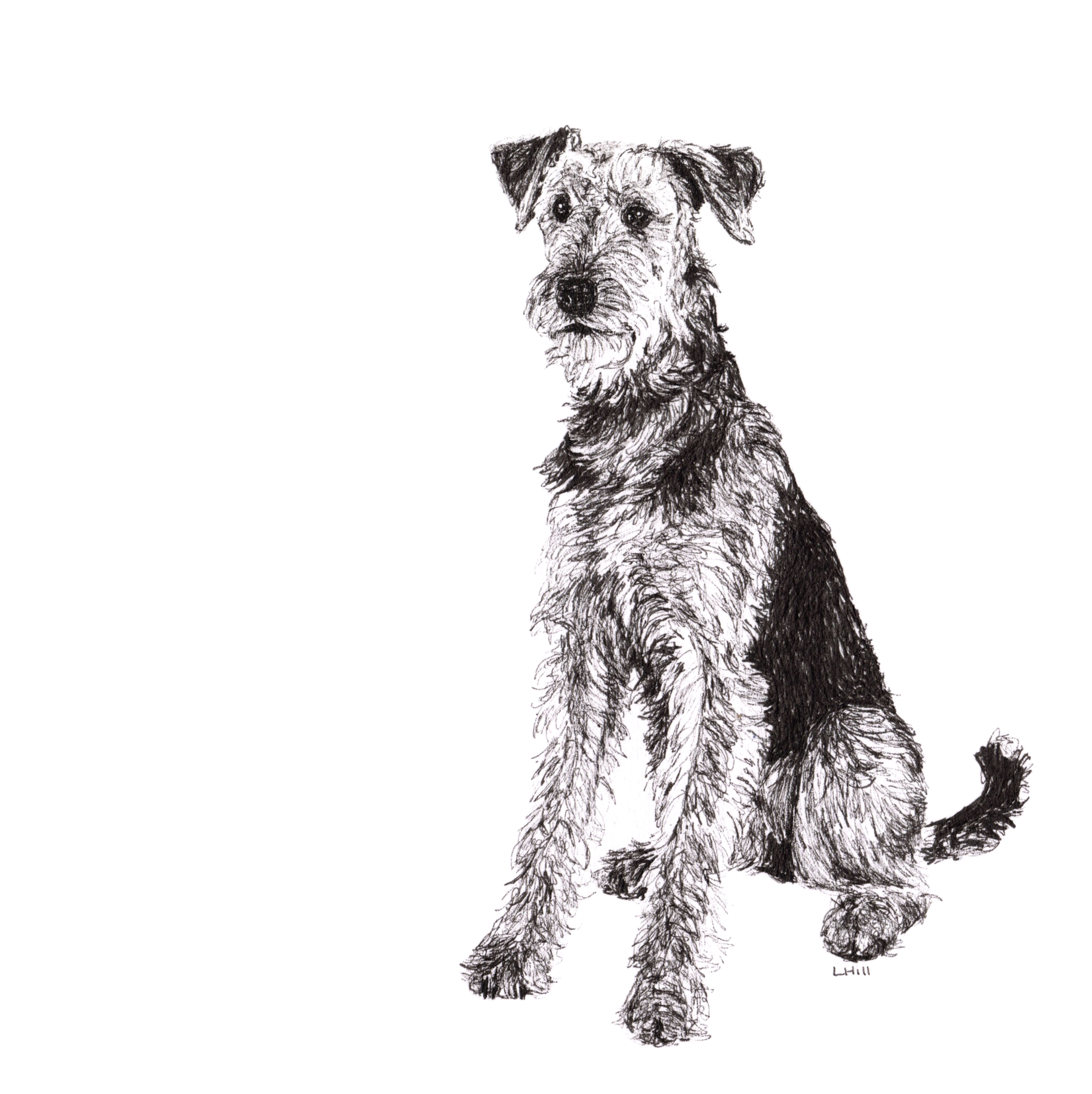 Airedale Terrier pen and ink illustration by Louisa Hill