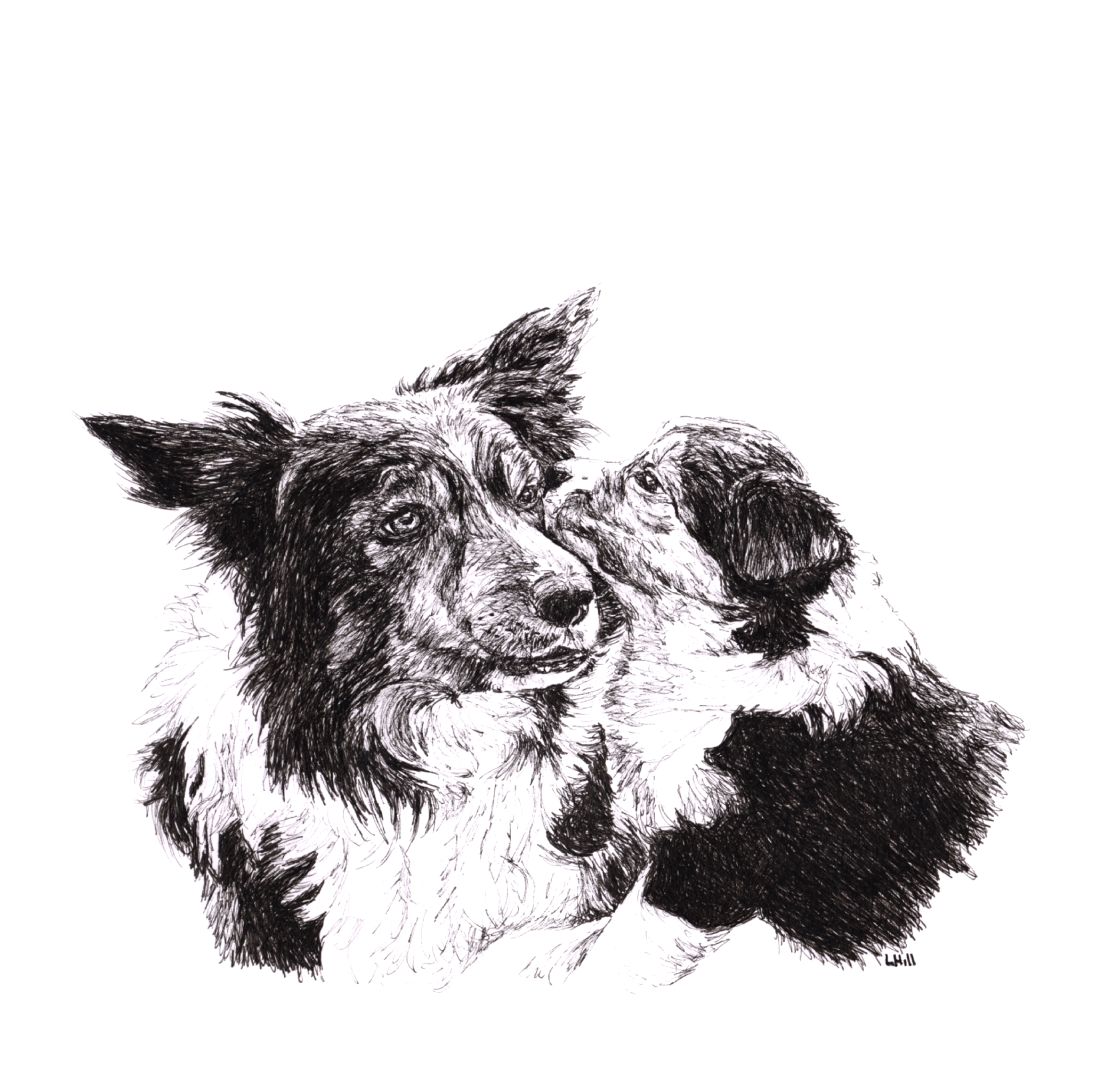 Border Collie and Puppy pen and ink illustration by Louisa Hill