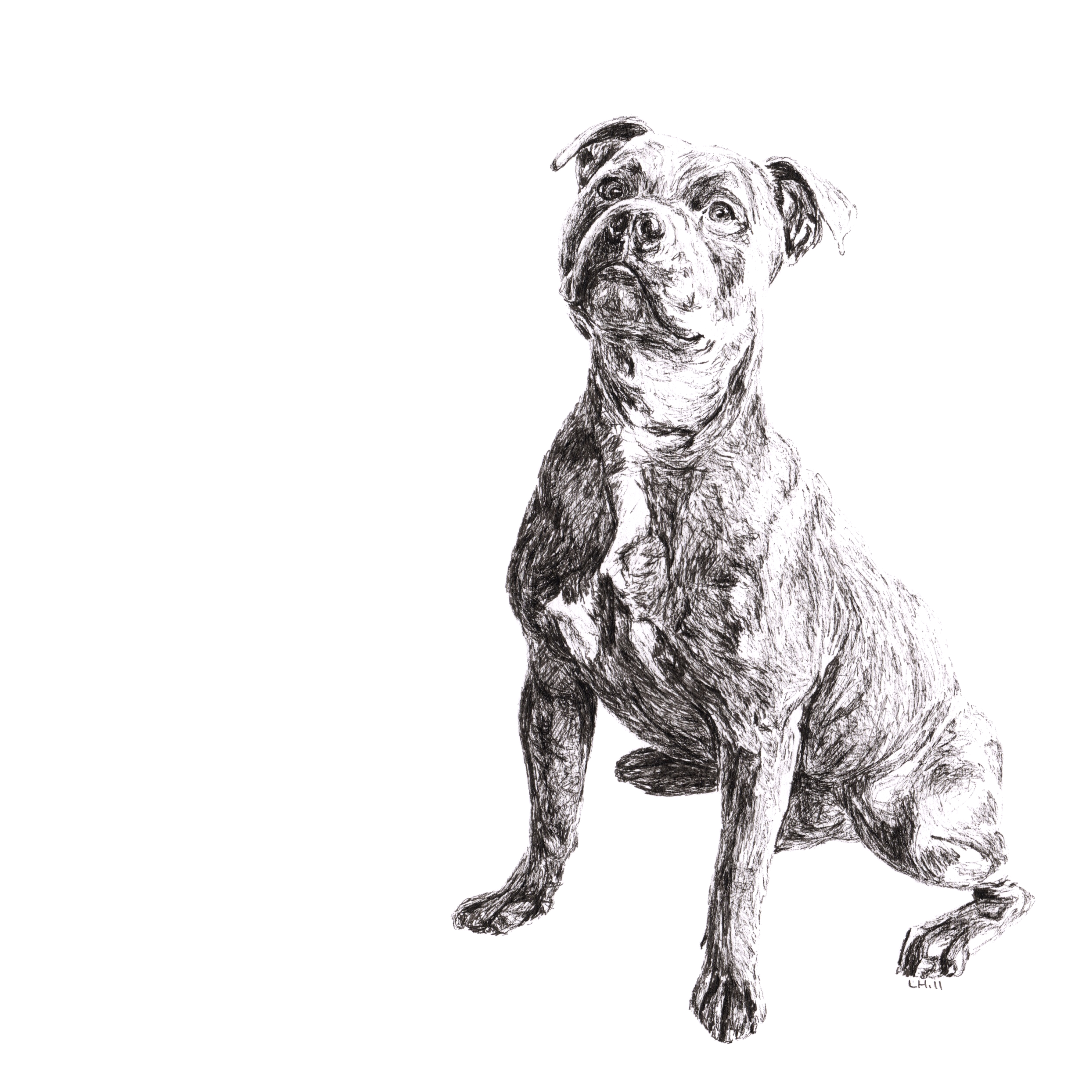 Staffordshire Bull Terrier pen and ink illustration by Louisa Hill