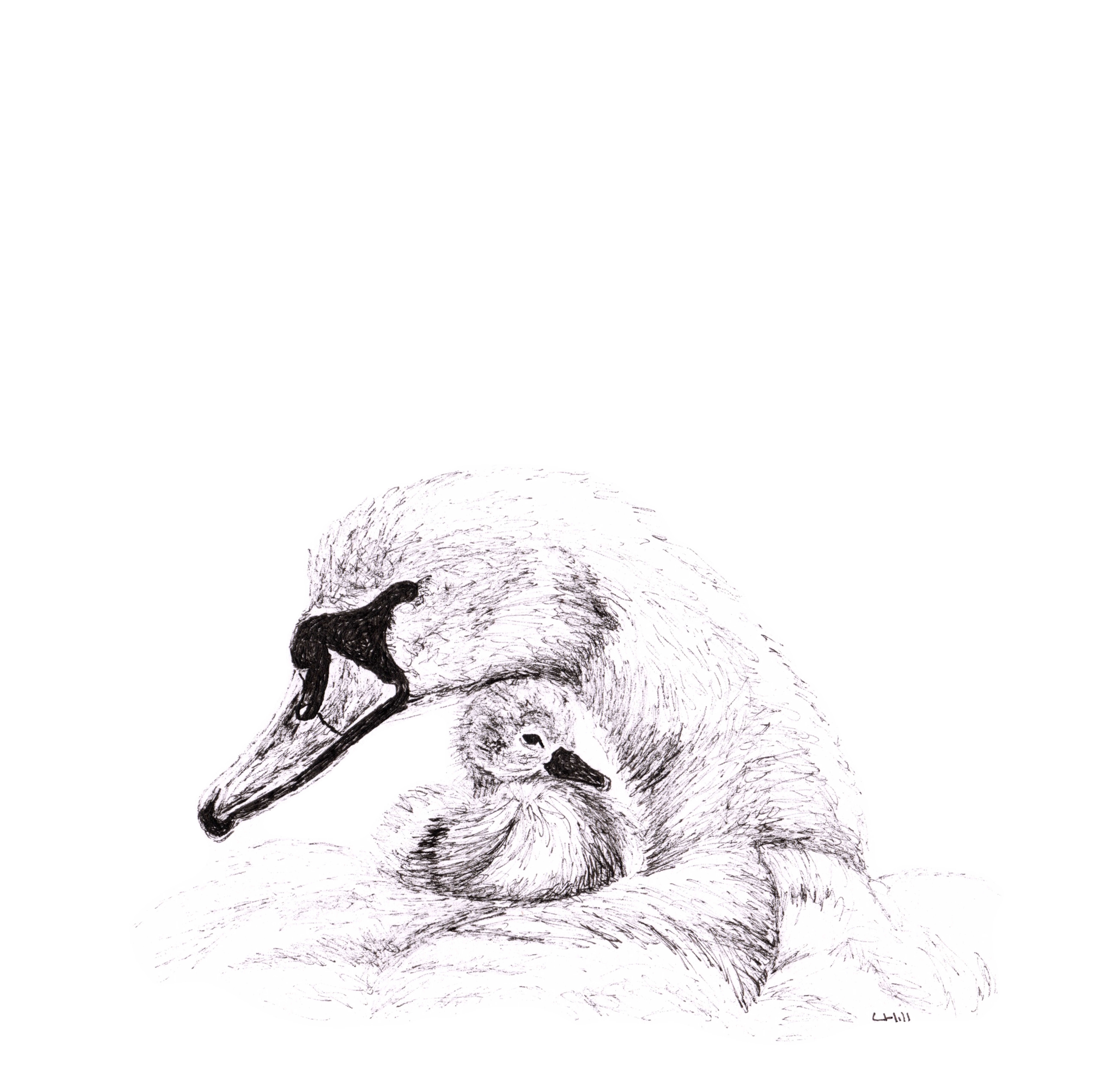 Swan and Cygnet pen and ink illustration by Louisa Hill