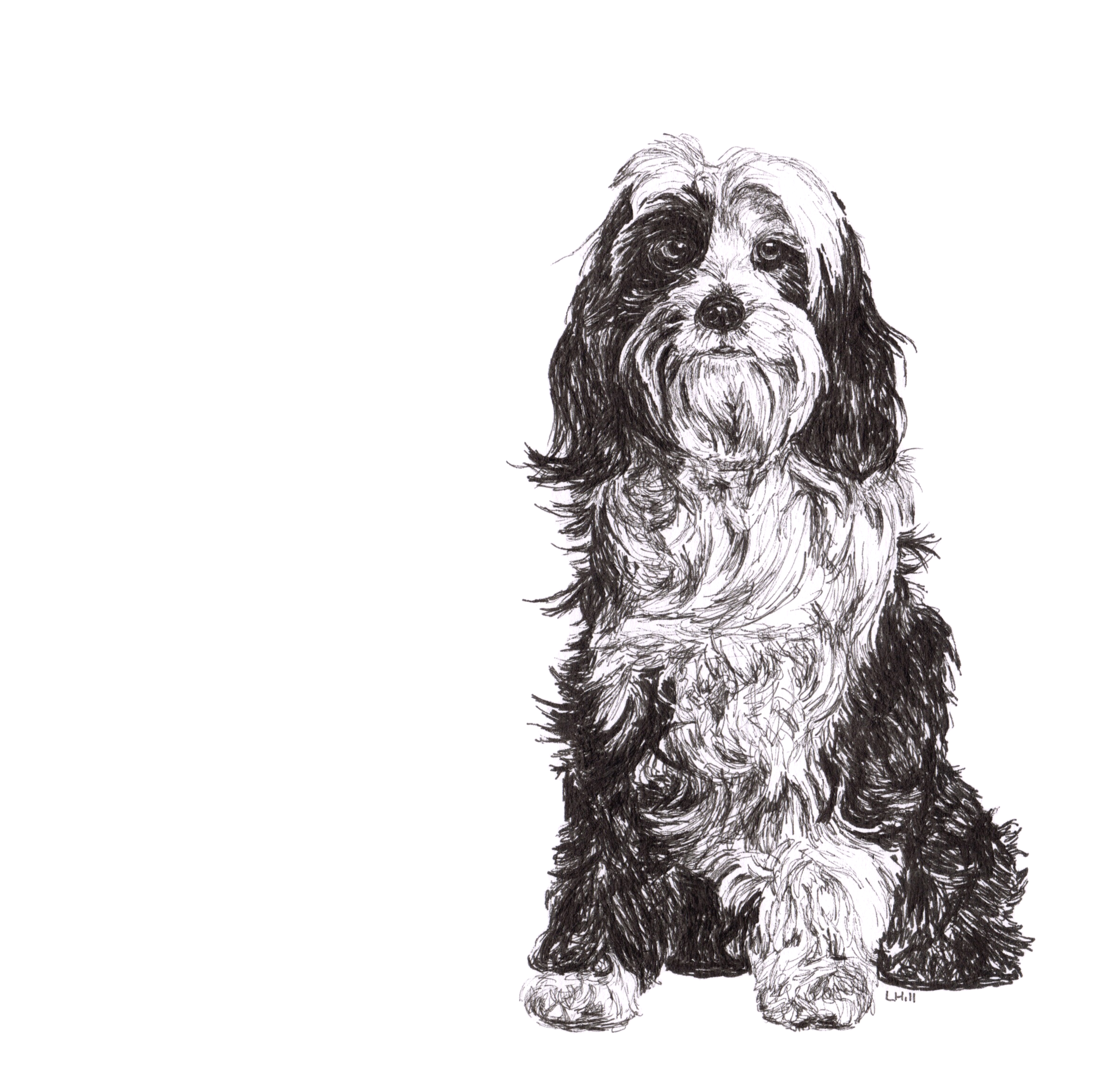 Tibetan Terrier pen and ink illustration by Louisa Hill