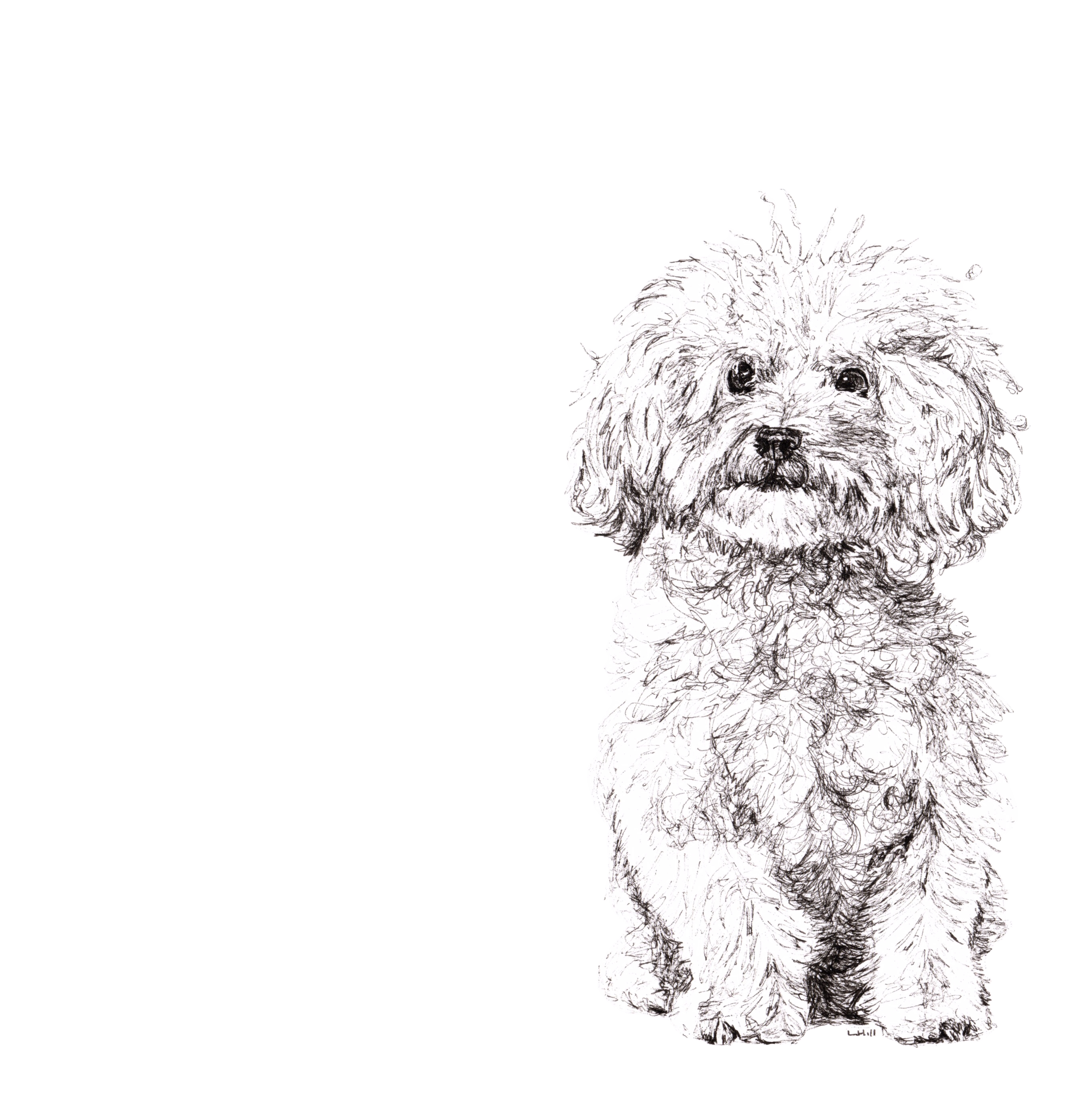 Bichon Frise pen and ink illustration by Louisa Hill
