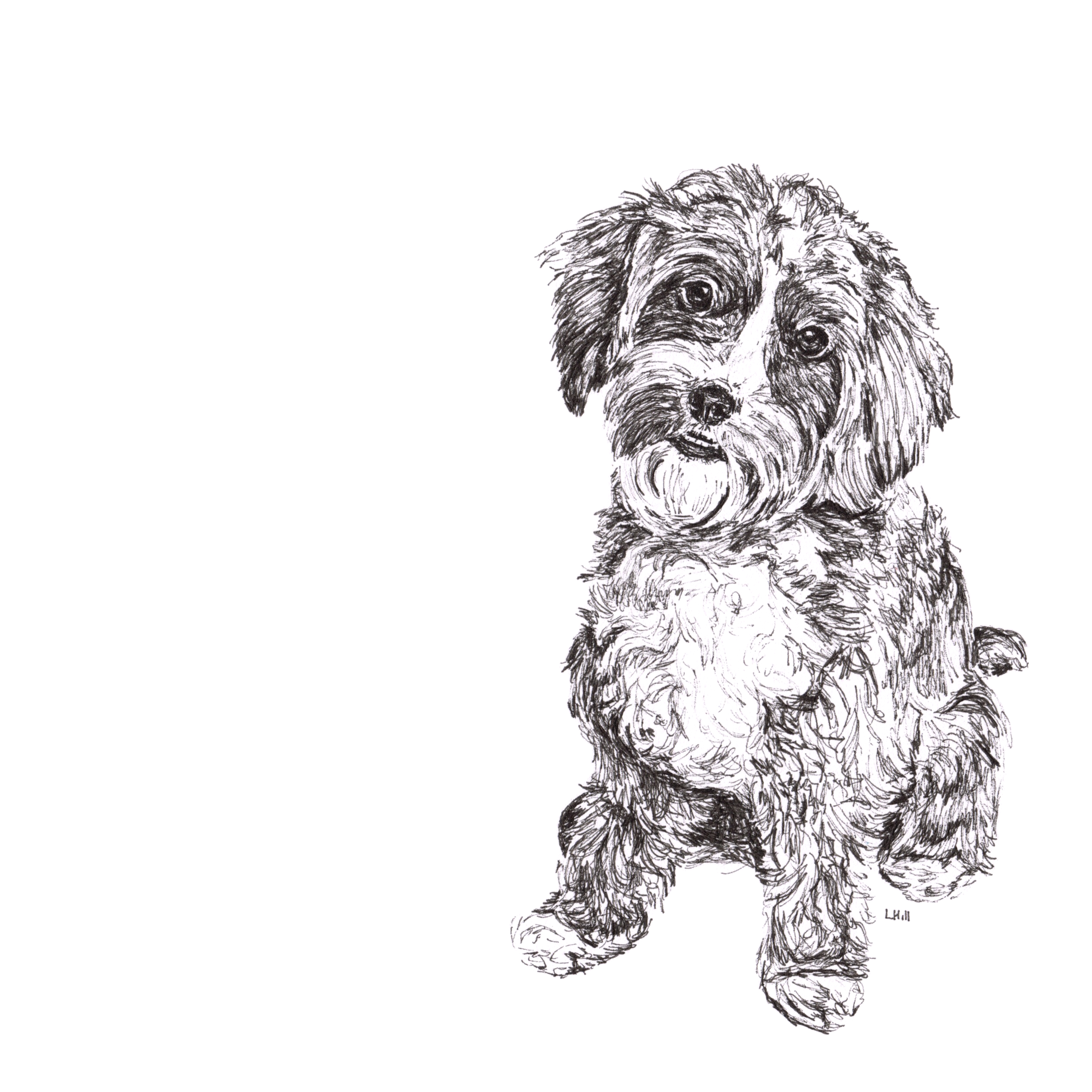 Cavapoo pen and ink illustration by Louisa Hill