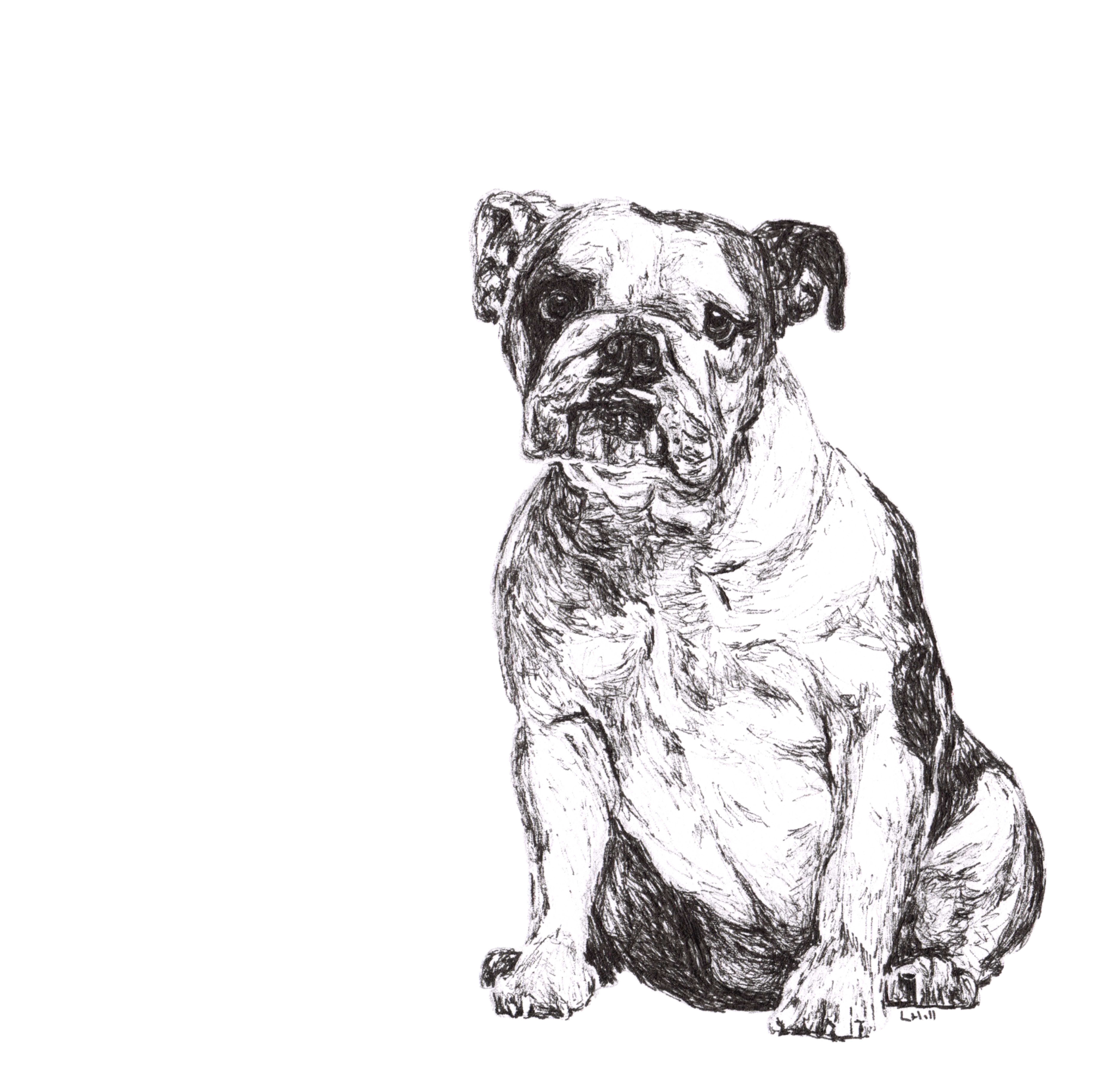 English Bulldog pen and ink illustration by Louisa Hill