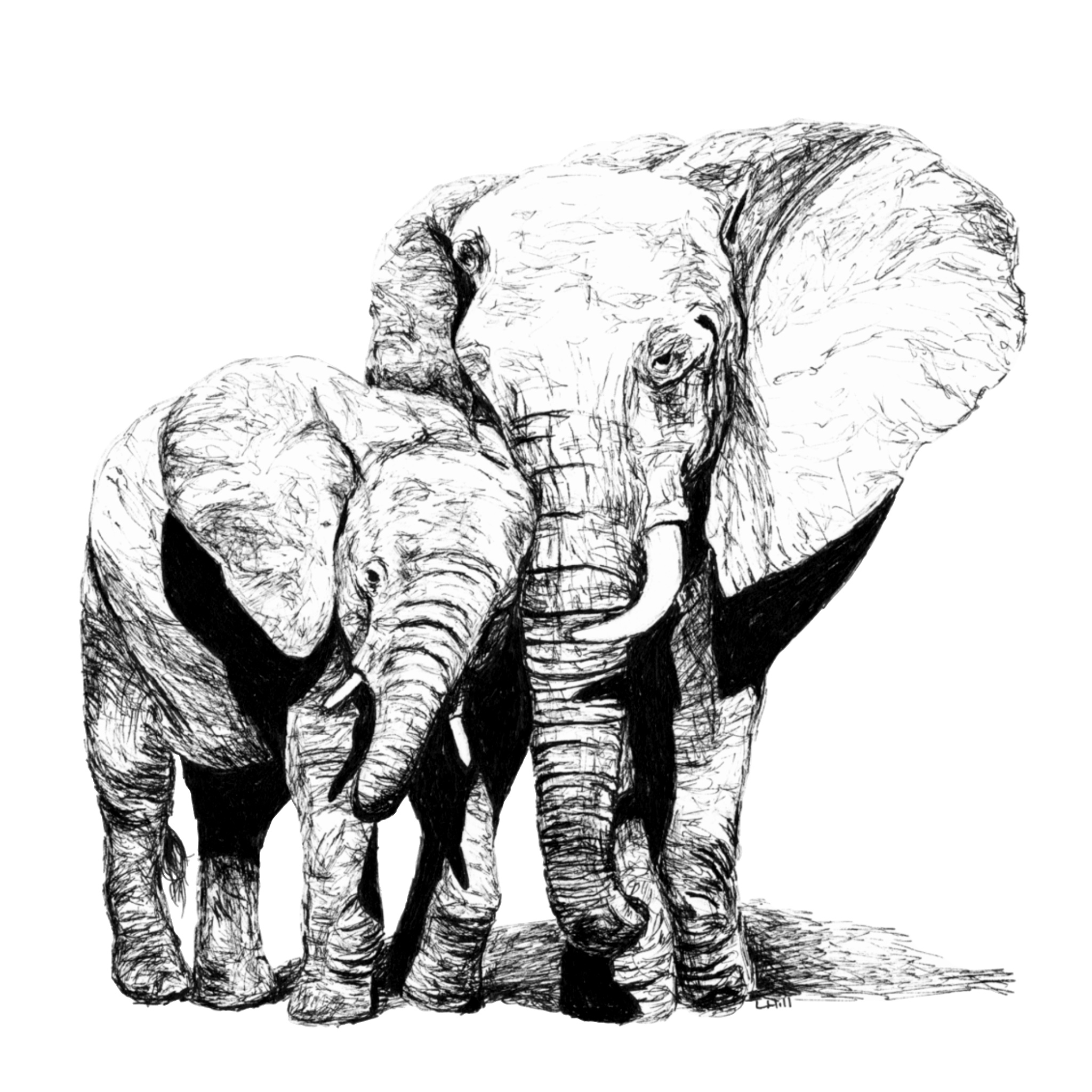 Elephant and baby pen and ink illustration by Louisa Hill