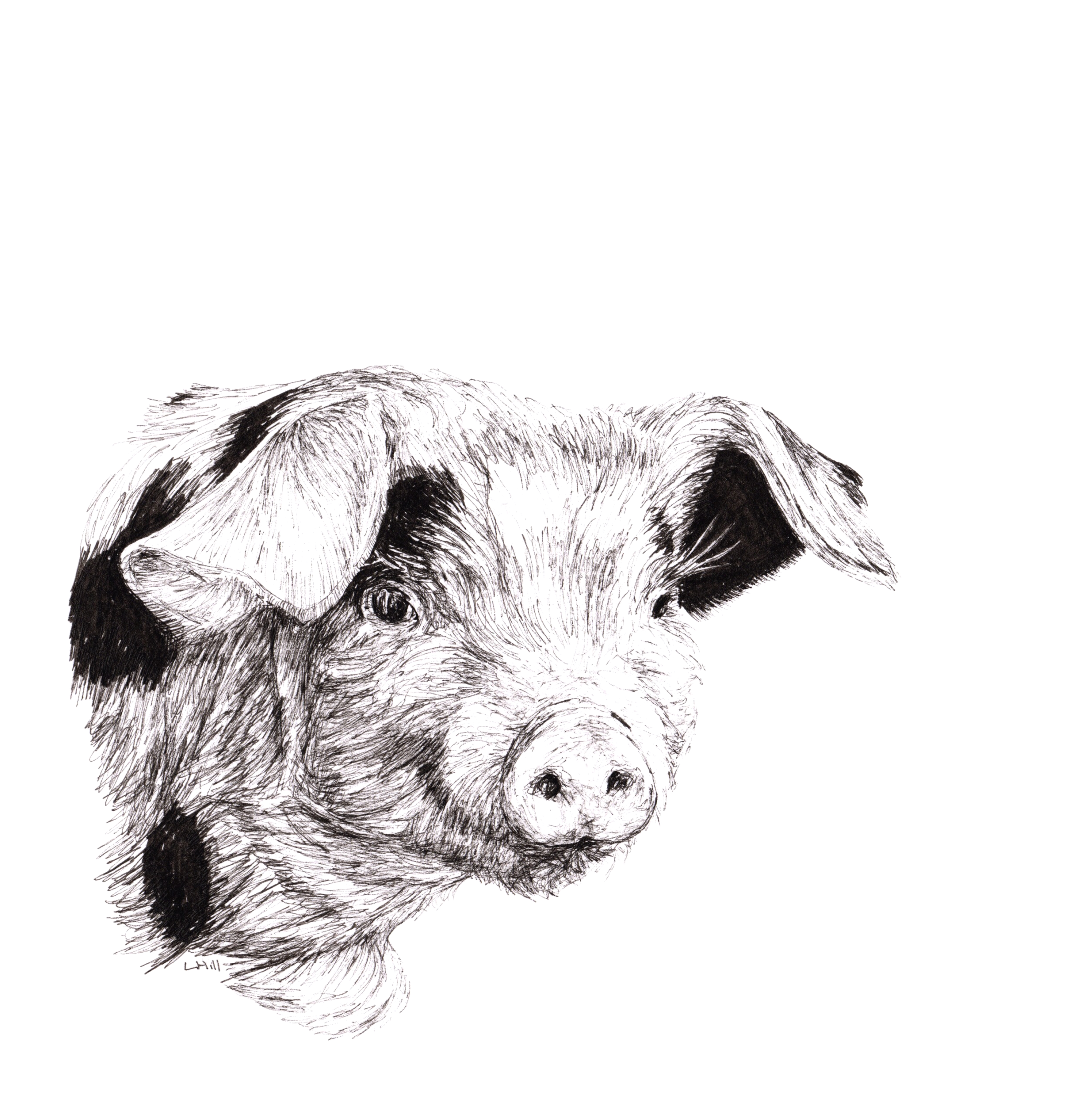 Piglet pen and ink illustration by Louisa Hill