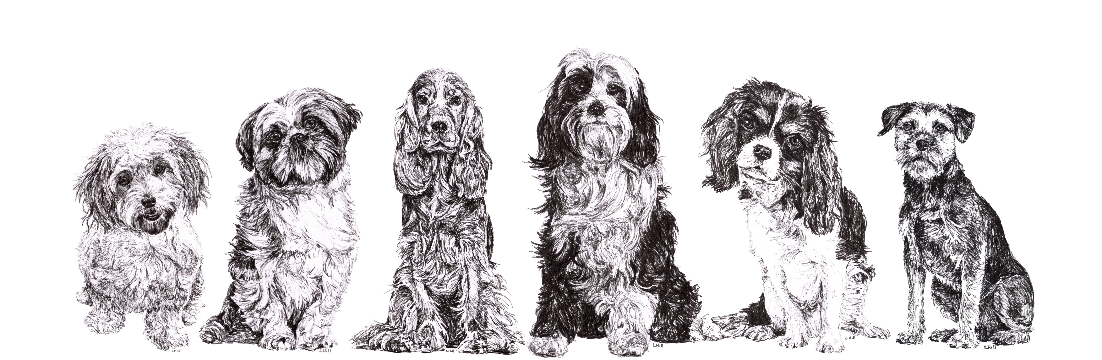 6 Dogs, Cavachon, Shih Tzu, Cocker Spaniel, Tibetan Terrier, Cavalier King Charles Spaniel and Border Terrier pen and ink illustration by Louisa Hill