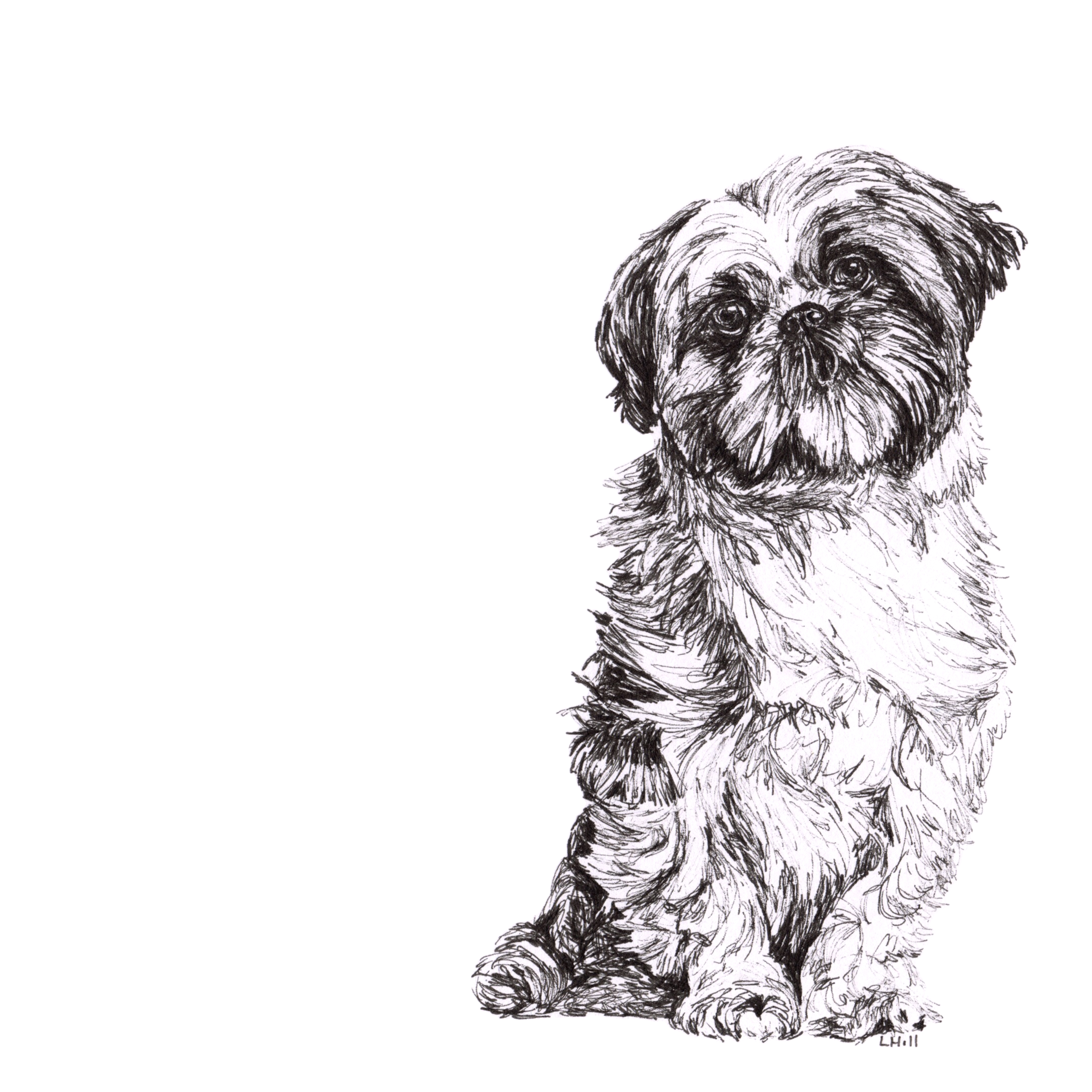 Shih Tzu pen and ink illustration by Louisa Hill