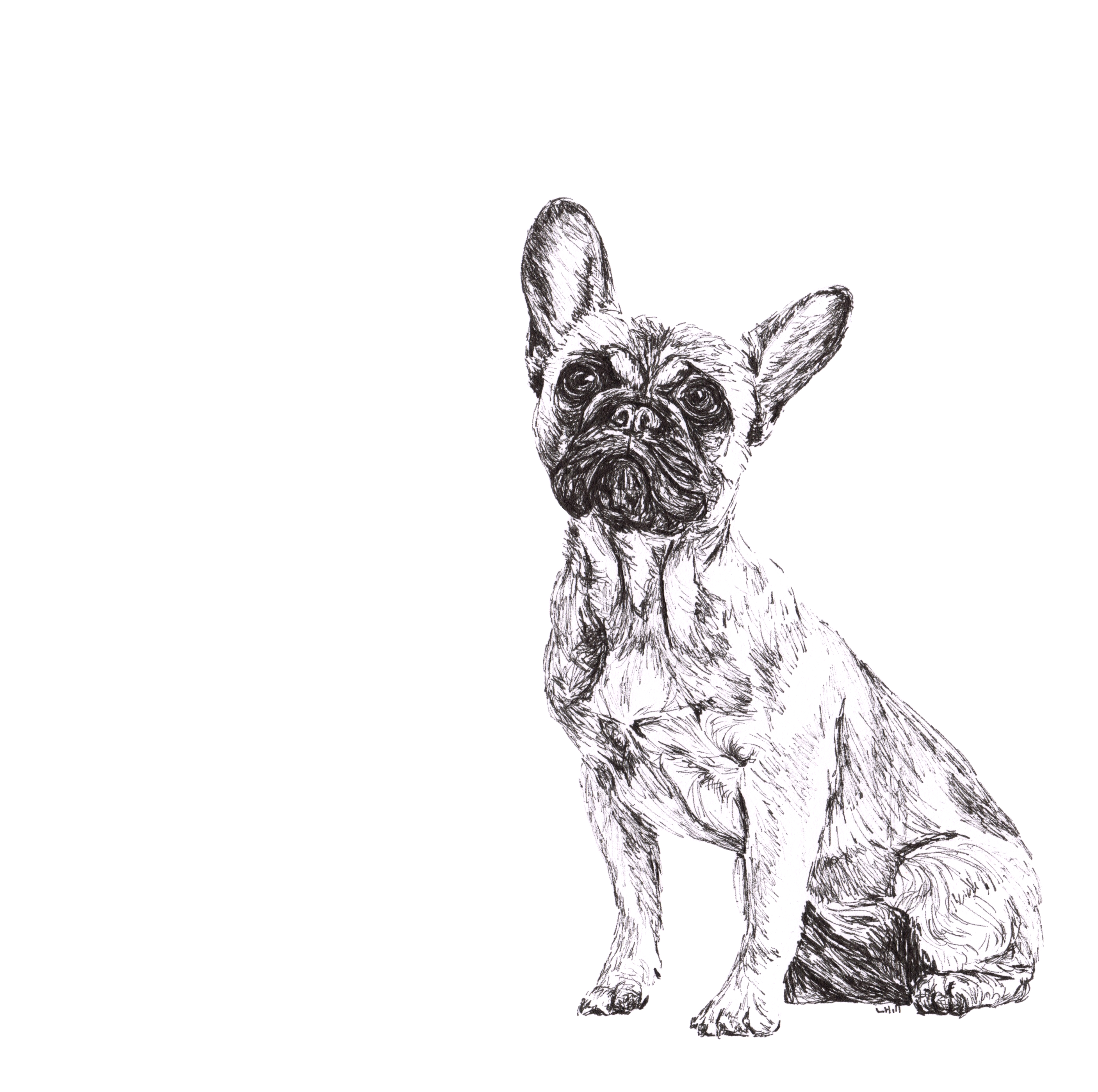 French Bulldog pen and ink illustration by Louisa Hill