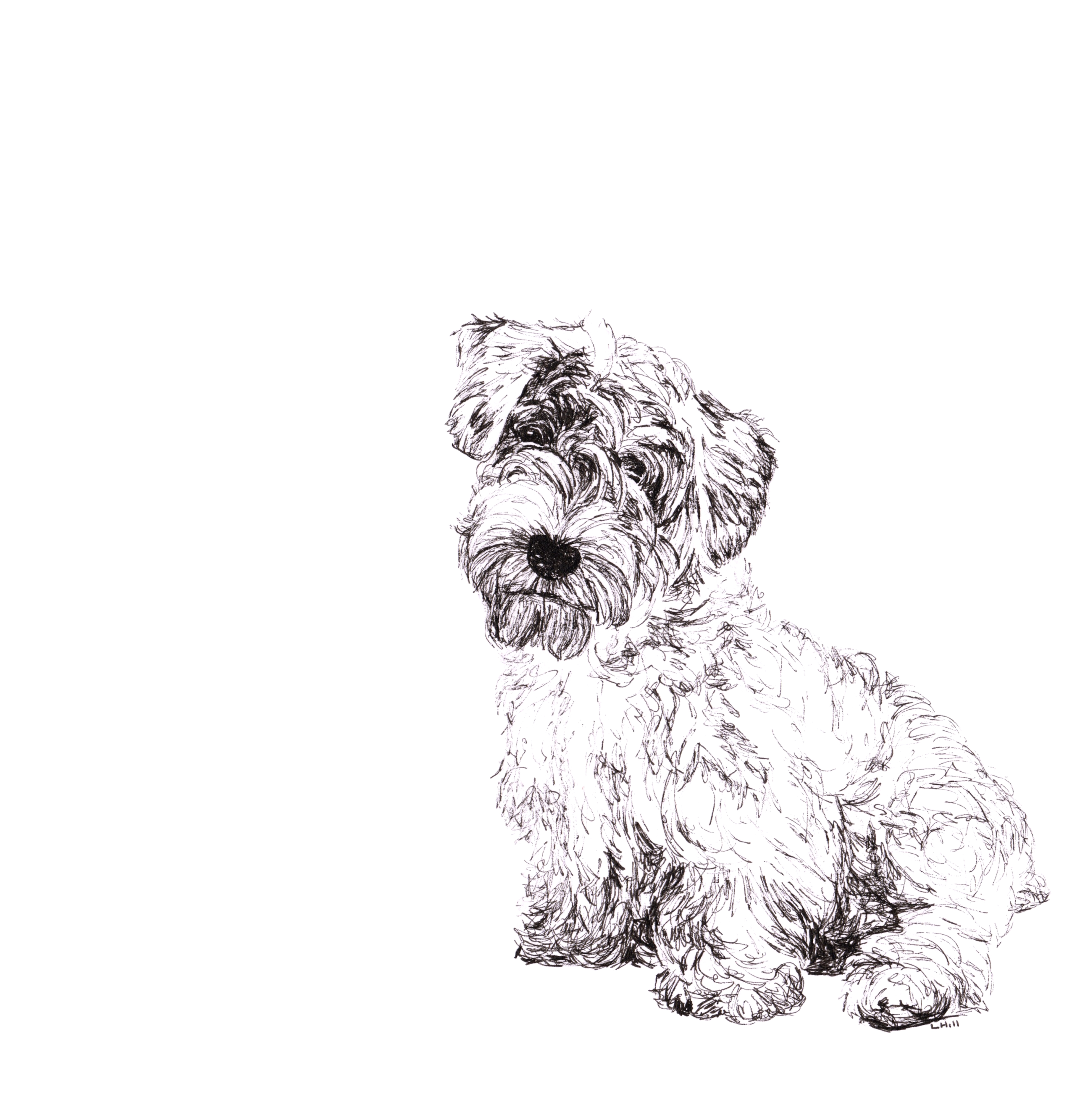 Sealyham Terrier pen and ink illustration by Louisa Hill