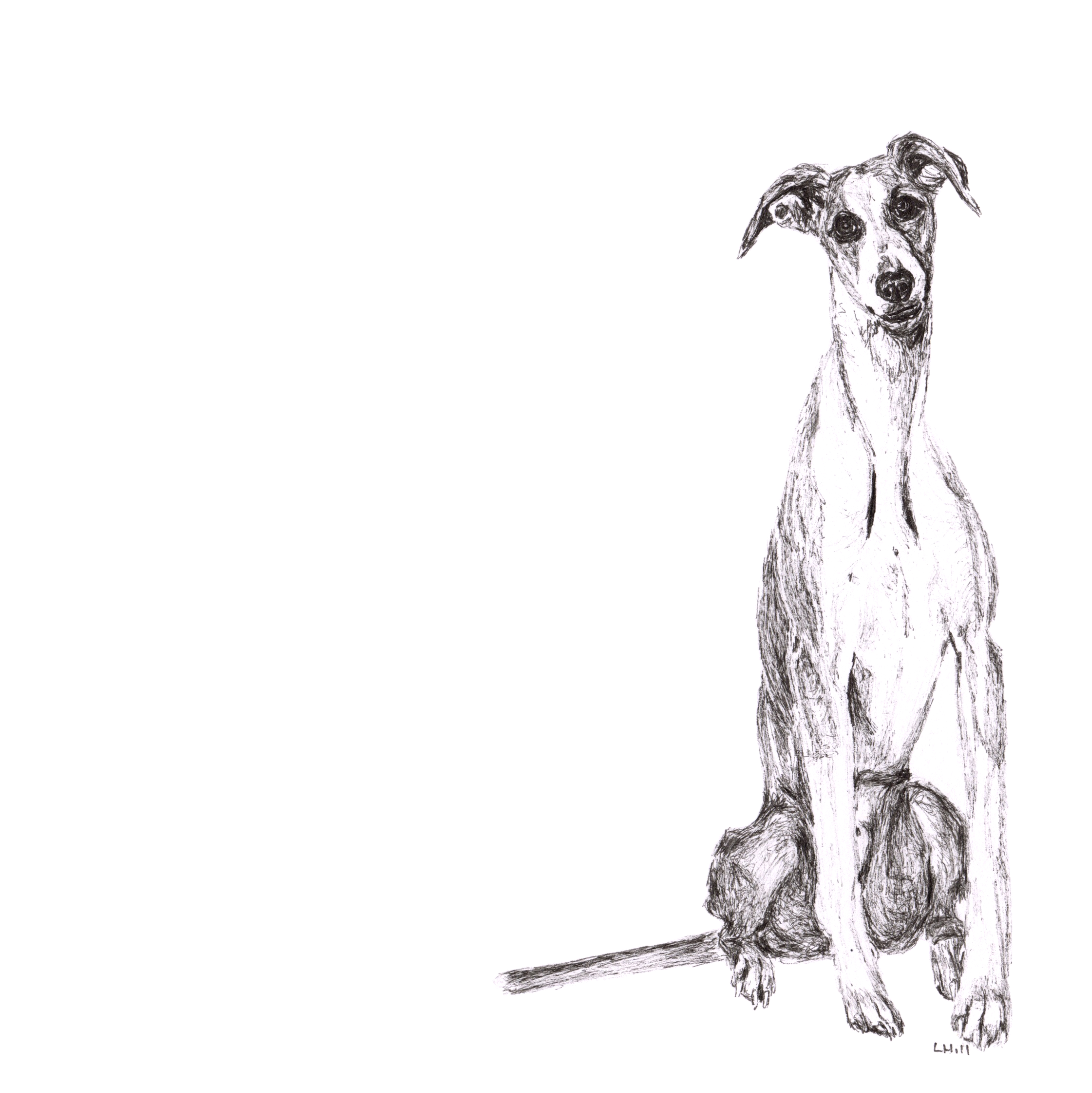 Whippet pen and ink illustration by Louisa Hill