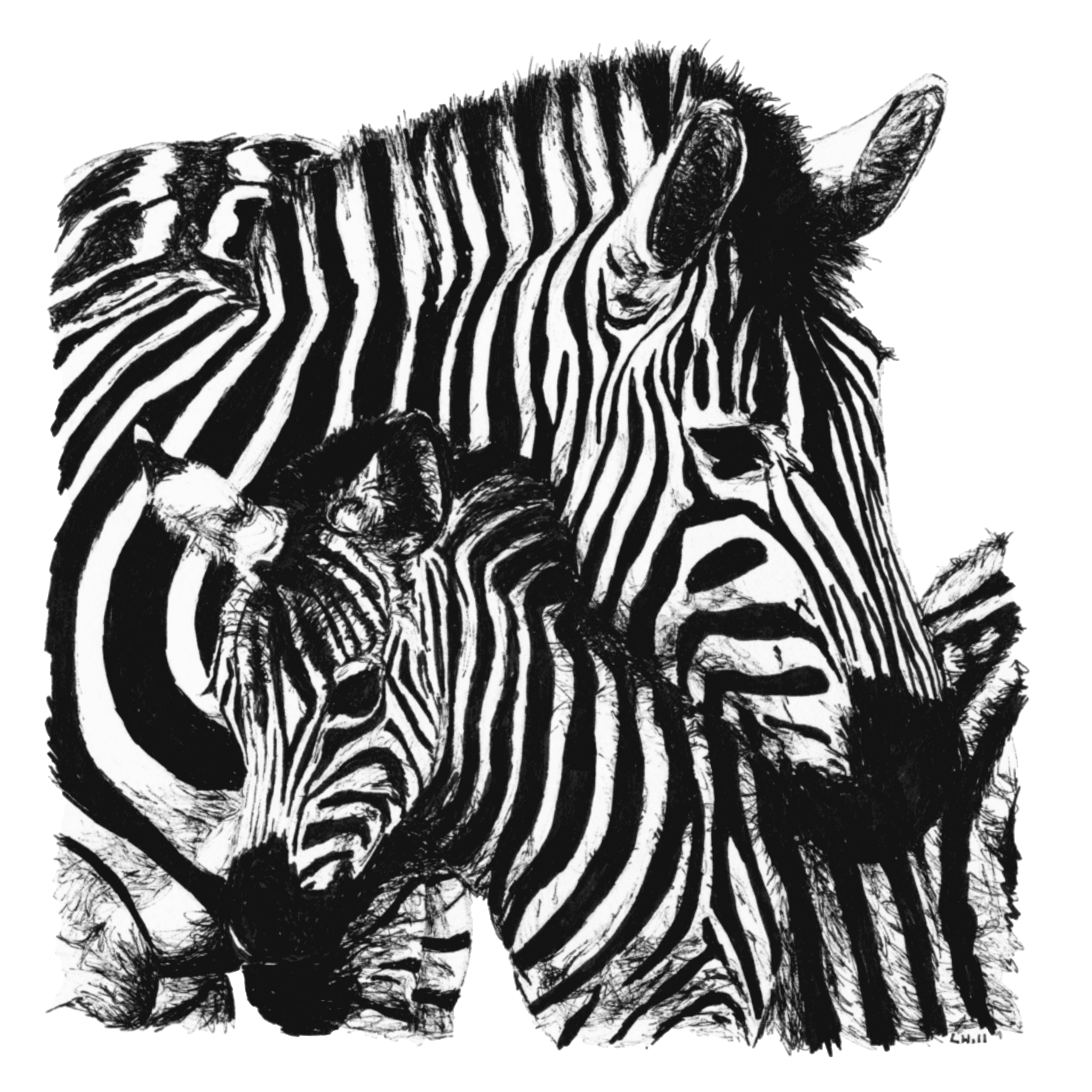 Zebra and Foal pen and ink illustration by Louisa Hill