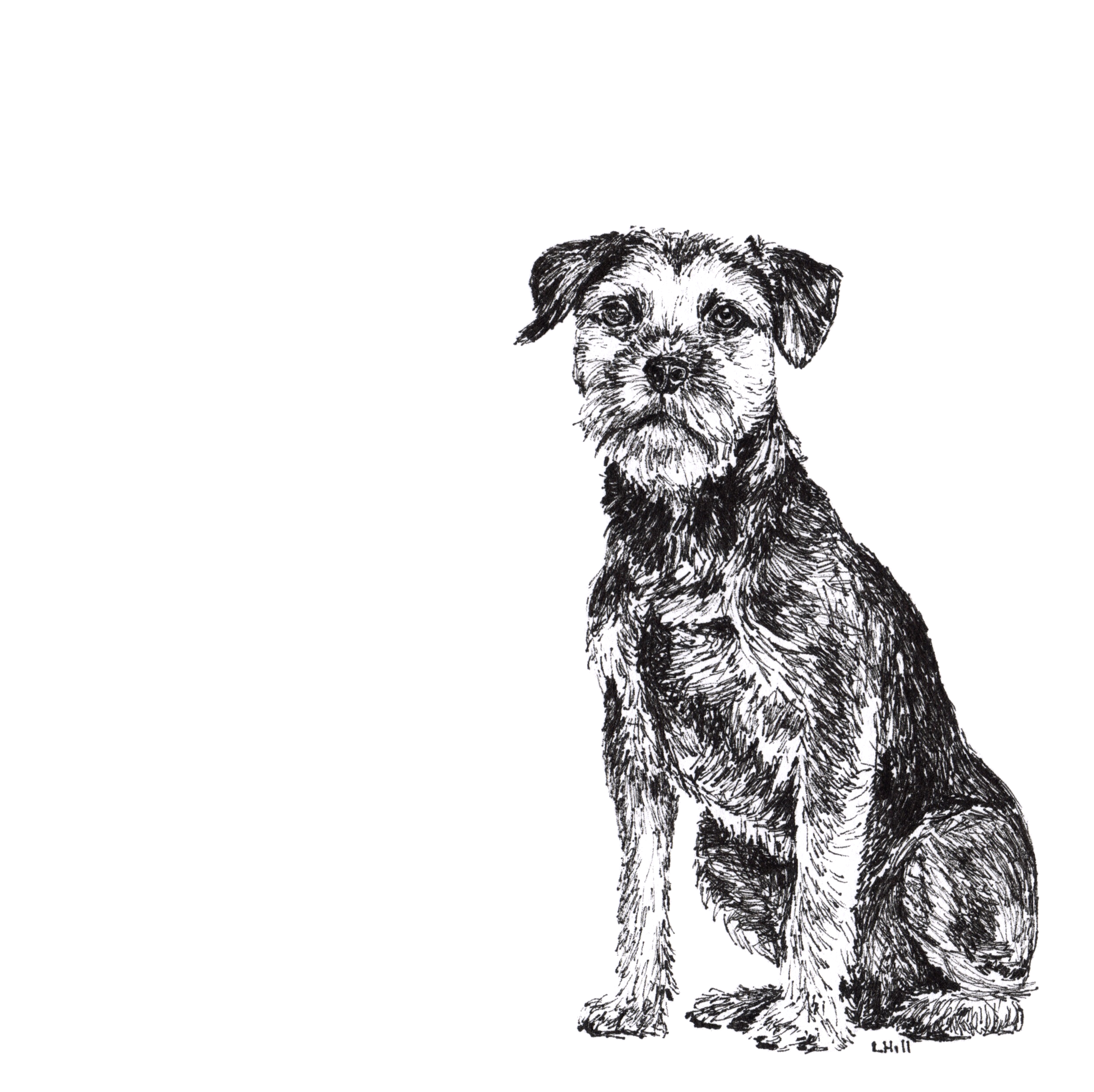 Border Terrier pen and ink illustration by Louisa Hill