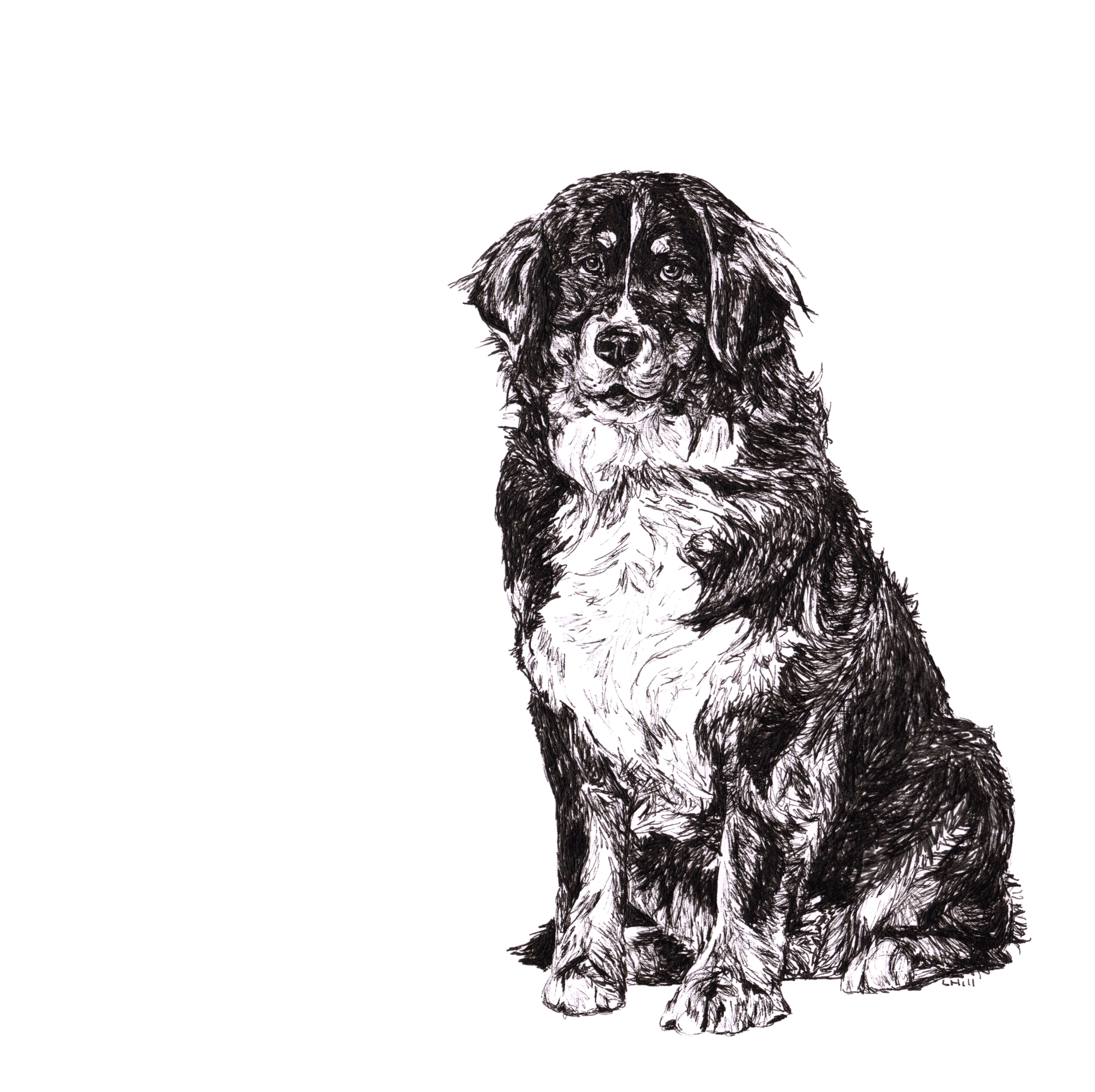 Bernese Mountain pen and ink illustration by Louisa Hill
