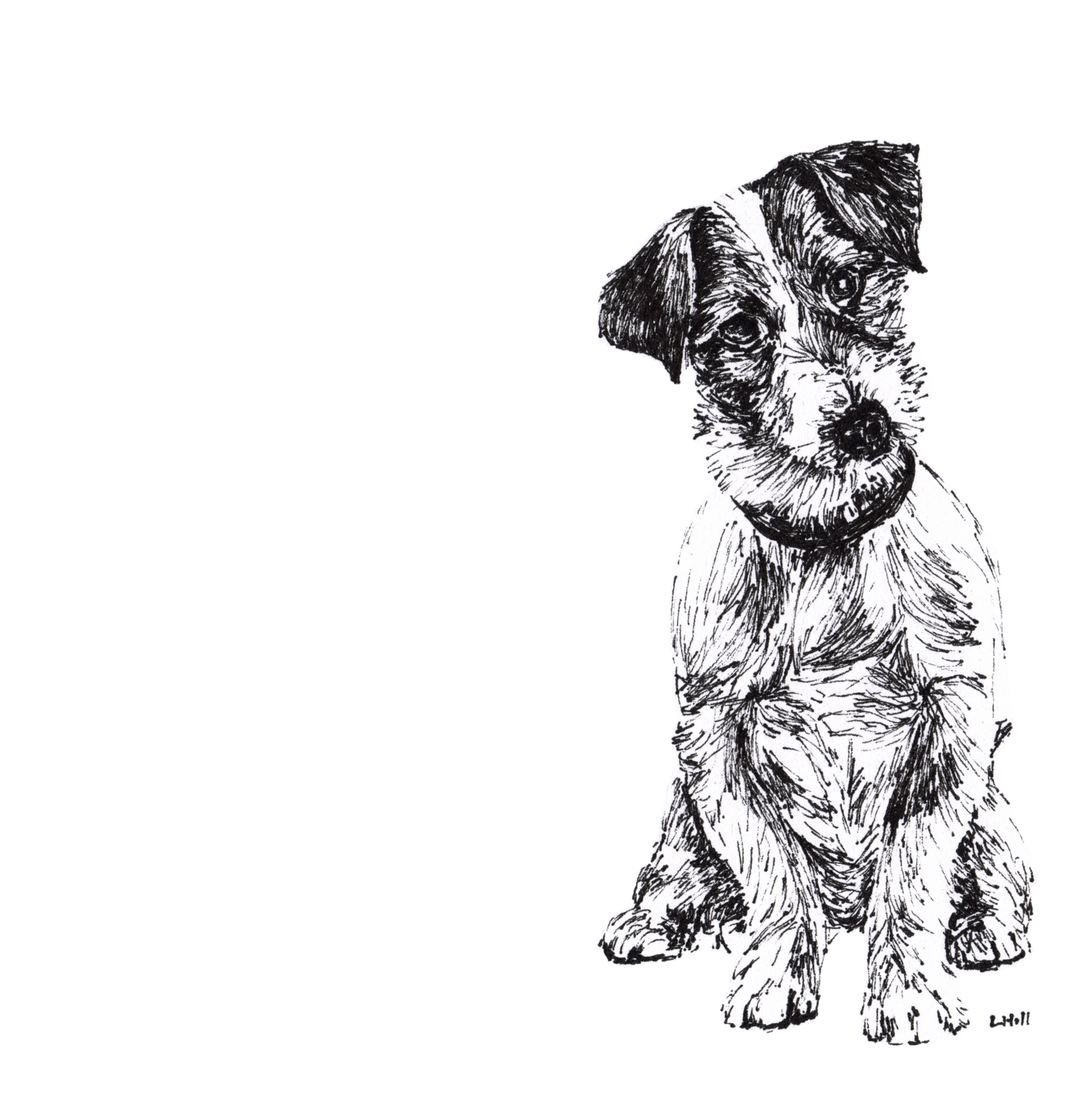 Jack Russell Terrier pen and ink illustration by Louisa Hill
