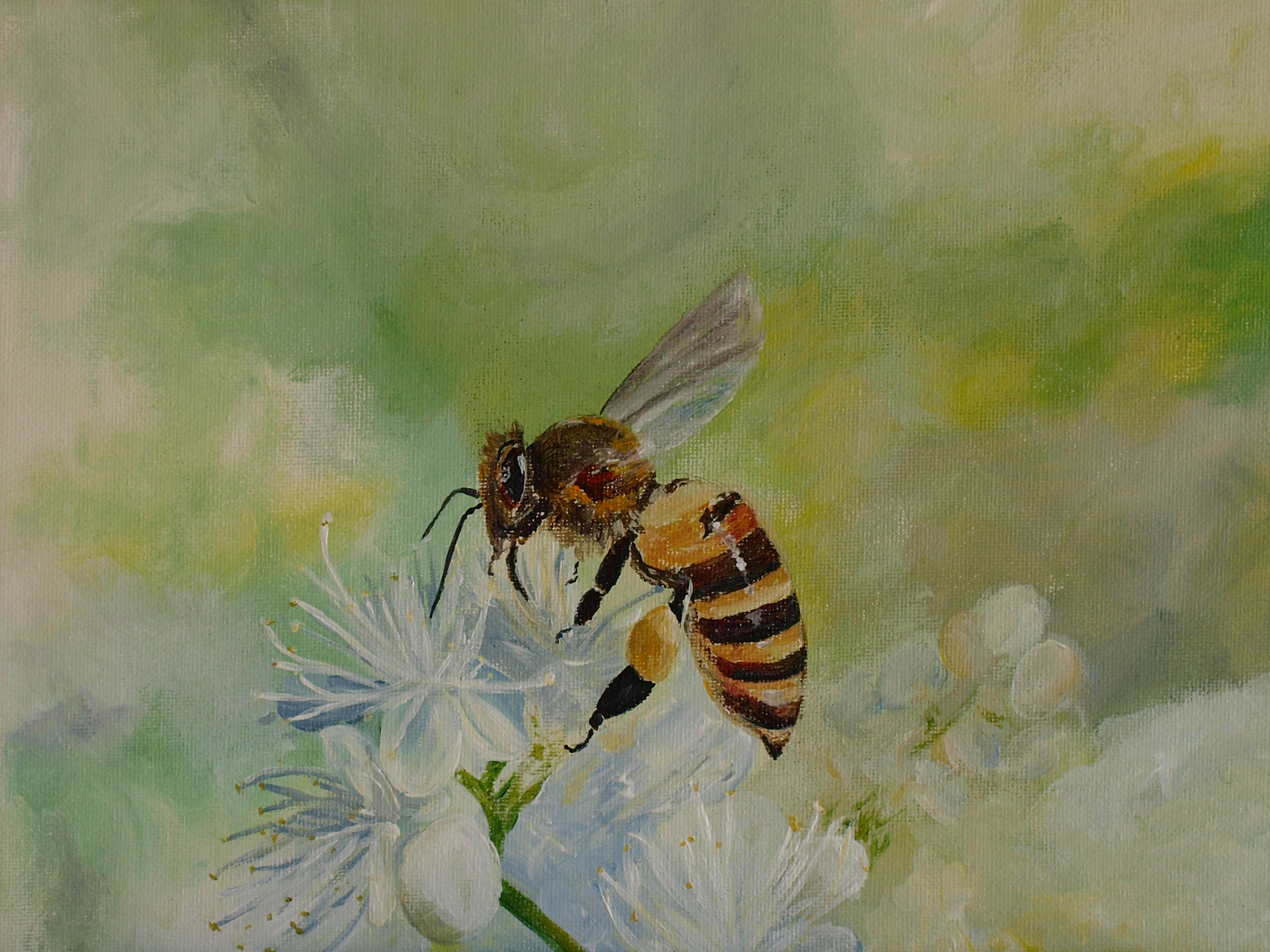 Bee with White Flowers acrylic painting by Louisa Hill