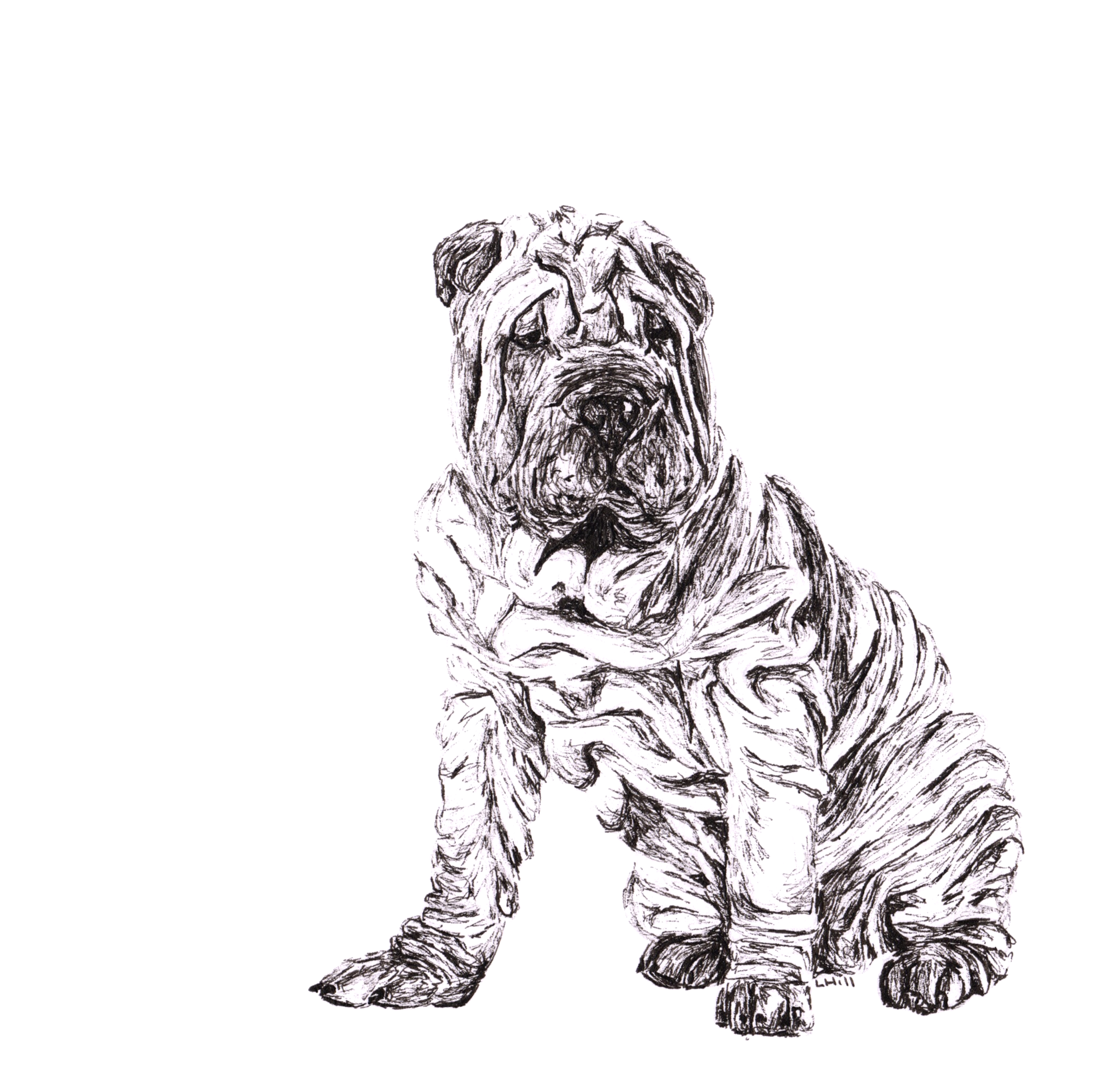 Shar Pei pen and ink illustration by Louisa Hill