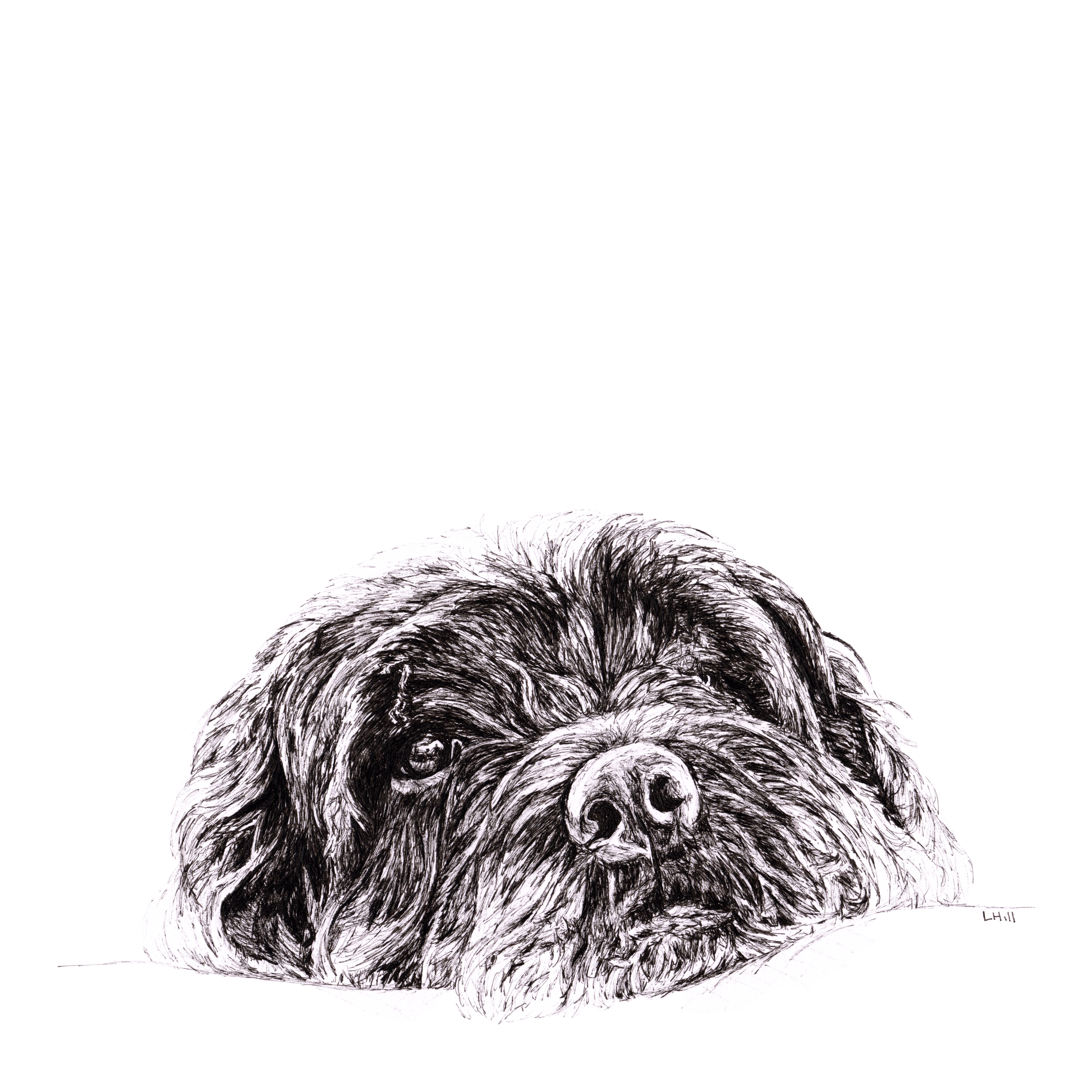 Lazy dog pen and ink illustration by Louisa Hill
