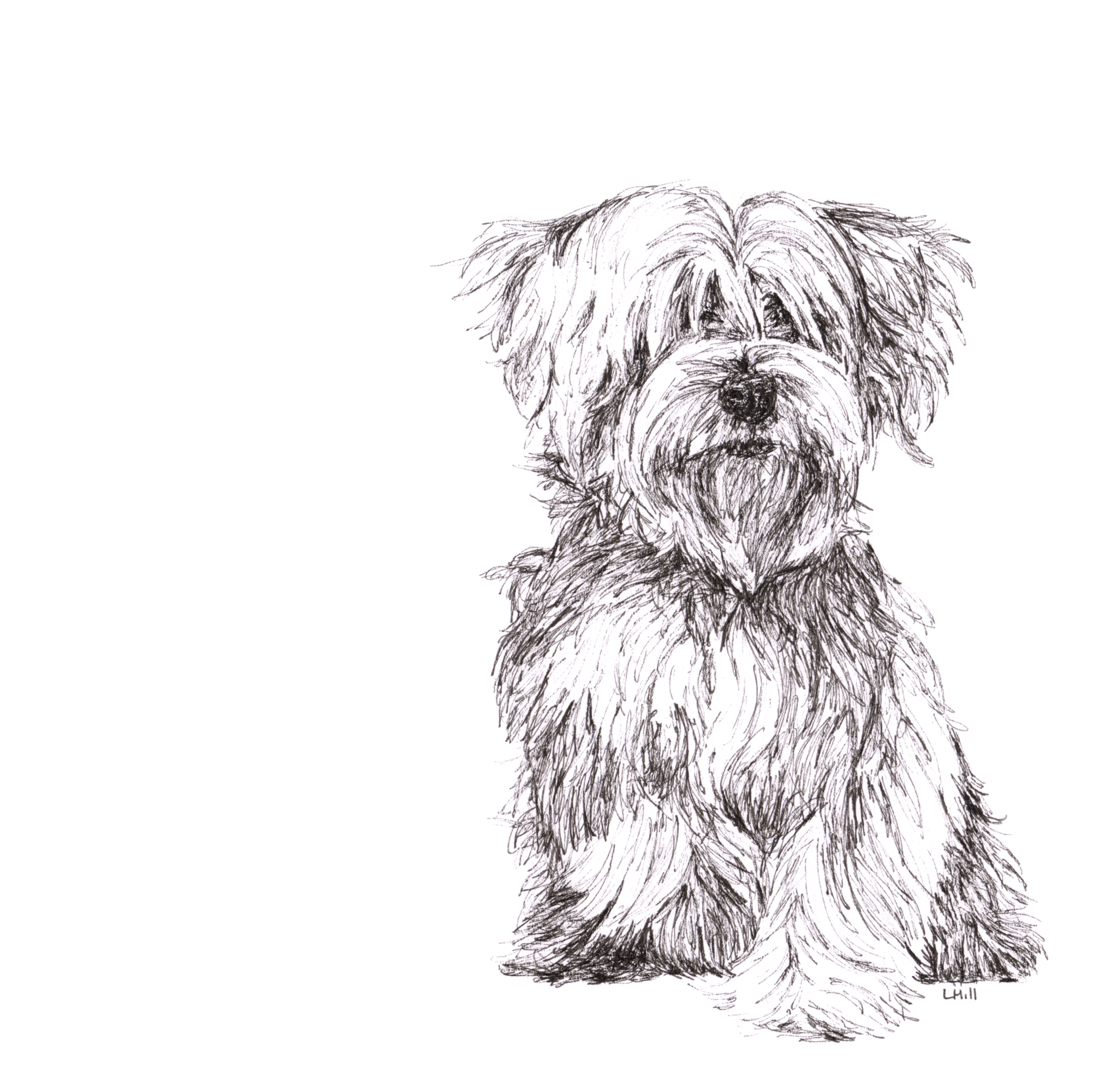 Maltese Terrier pen and ink illustration by Louisa Hill