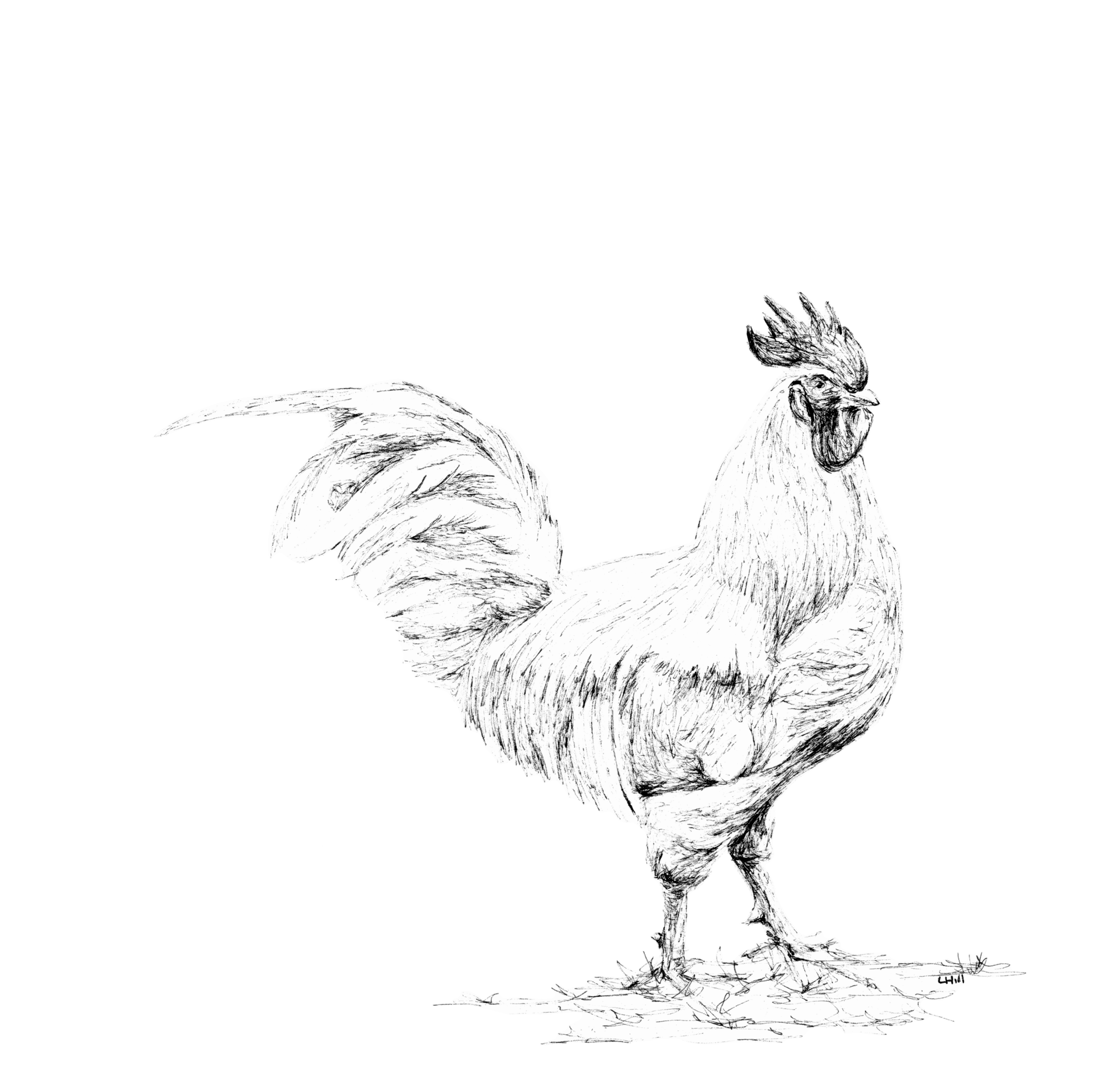 White Leghorn pen and ink illustration by Louisa Hill