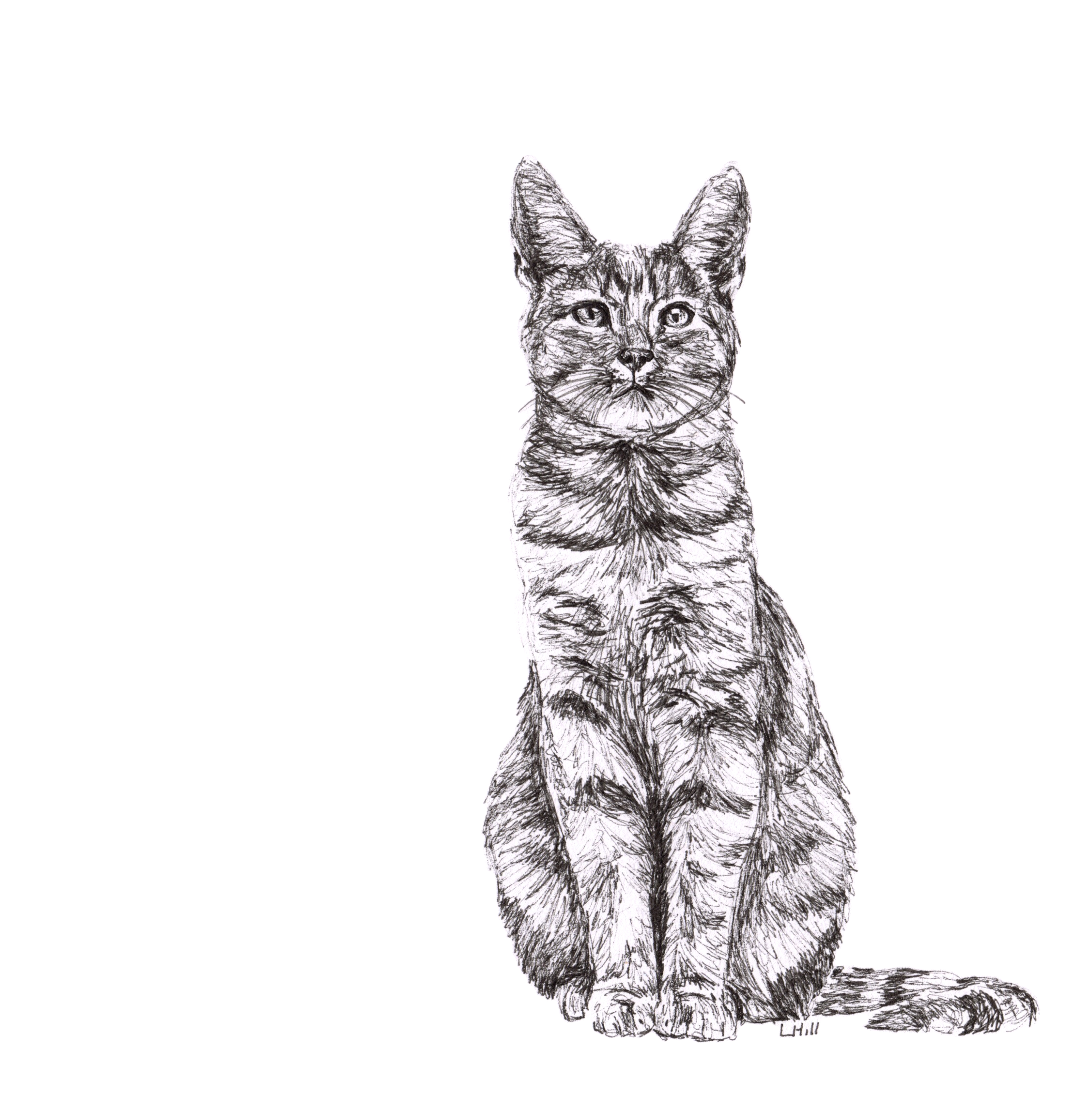 Tabby pen and ink illustration by Louisa Hill